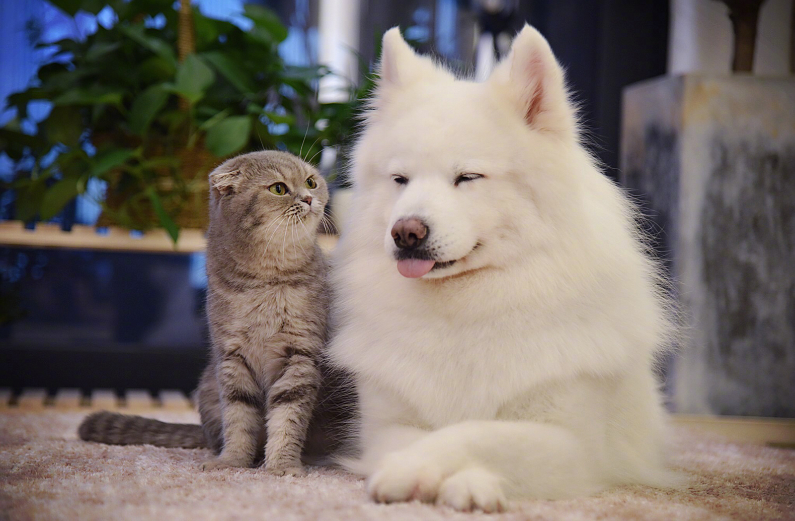 萌宠 动物 喵星人 汪星人 狗 猫 萨摩耶