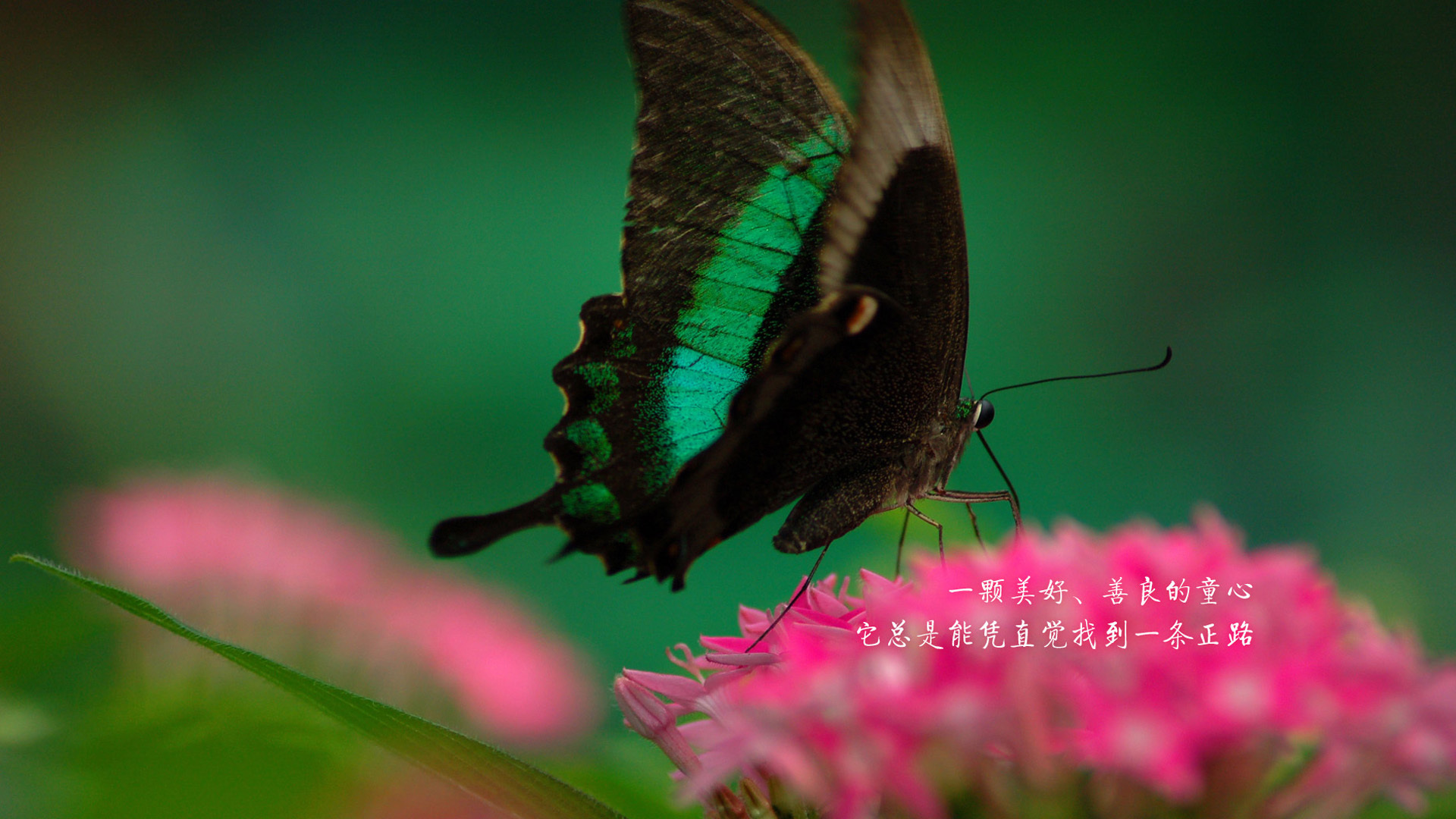 励志 蝴蝶 文字