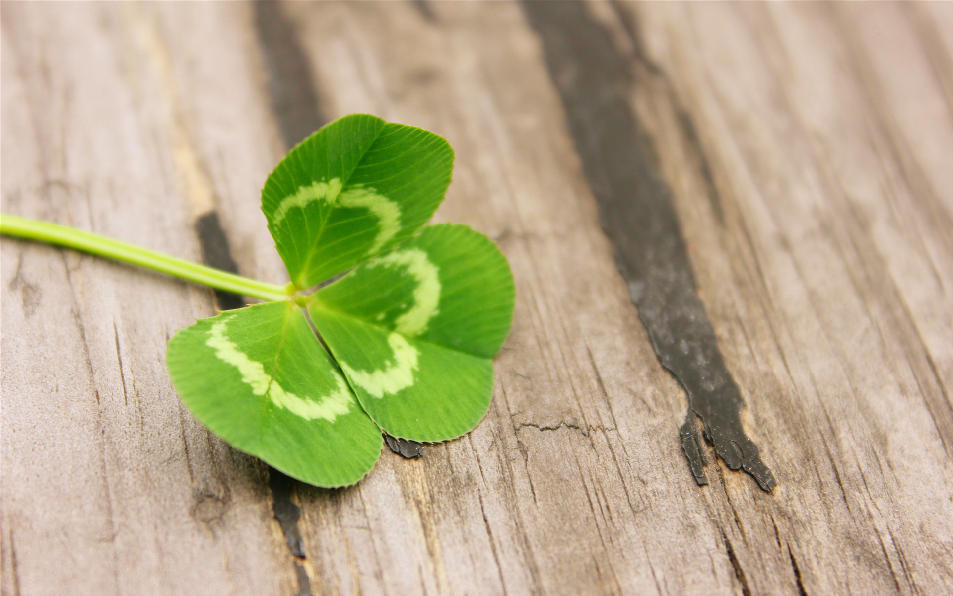 护眼壁纸  幸运草 三叶草