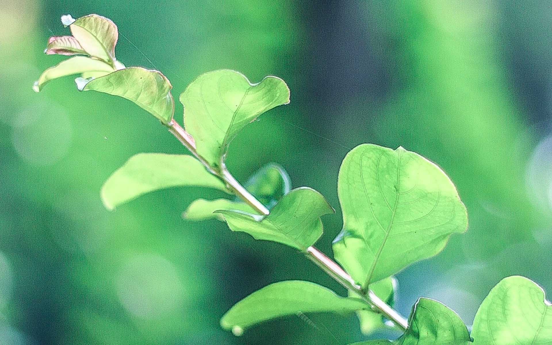 护眼壁纸  植物  绿色树叶