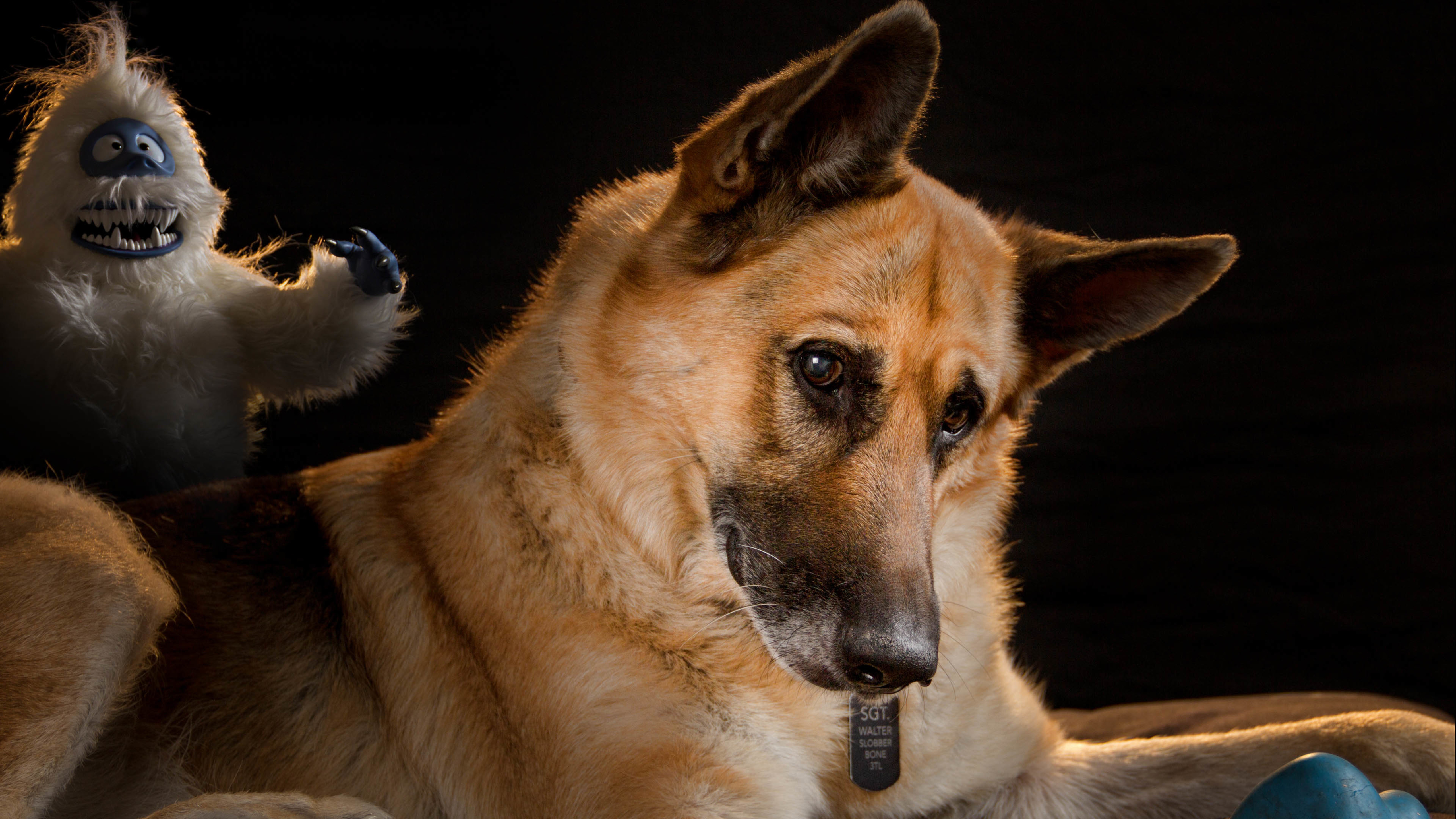 汪星人 狗 德国牧羊犬