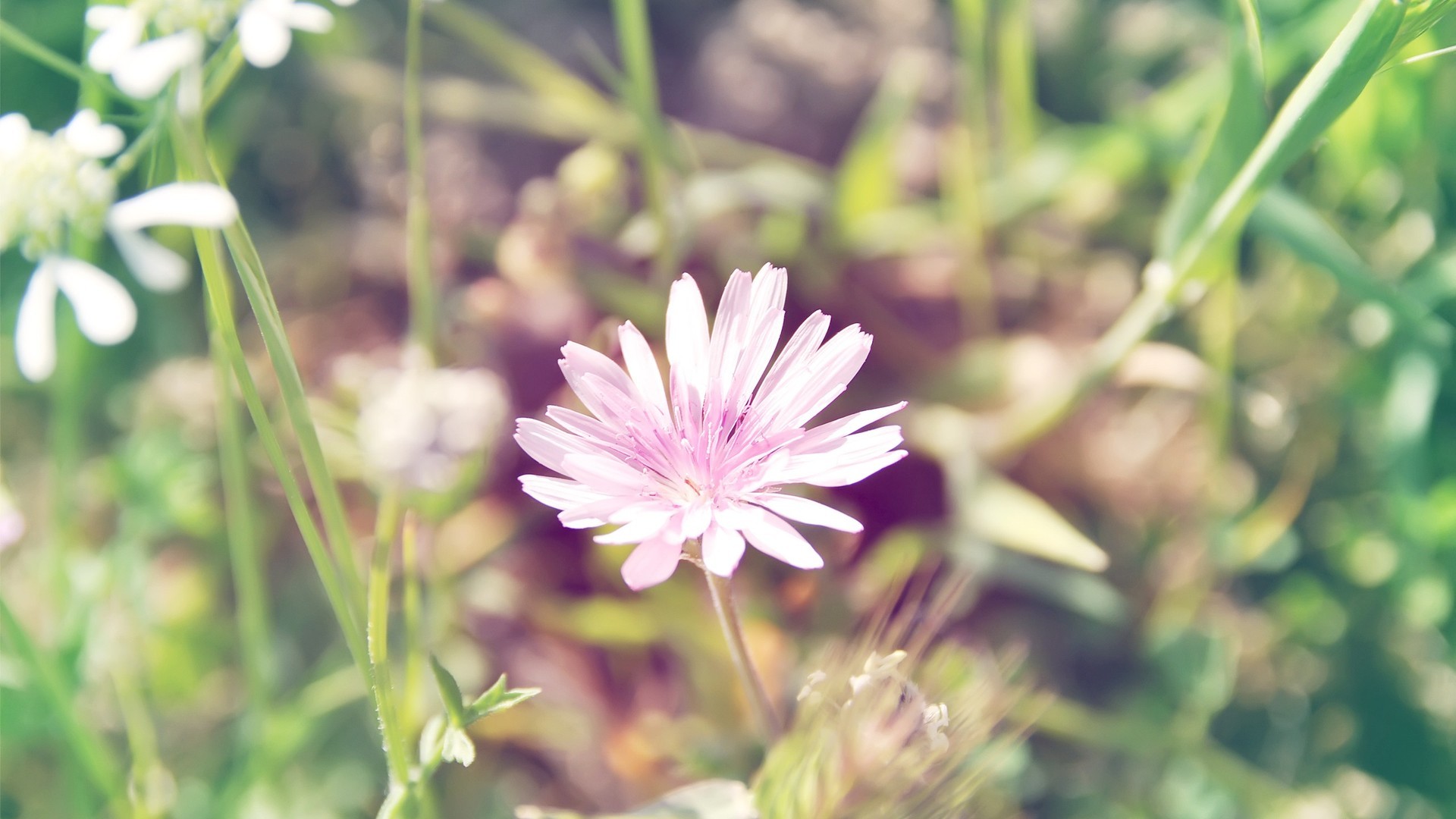 小清新 清新 简单 可爱