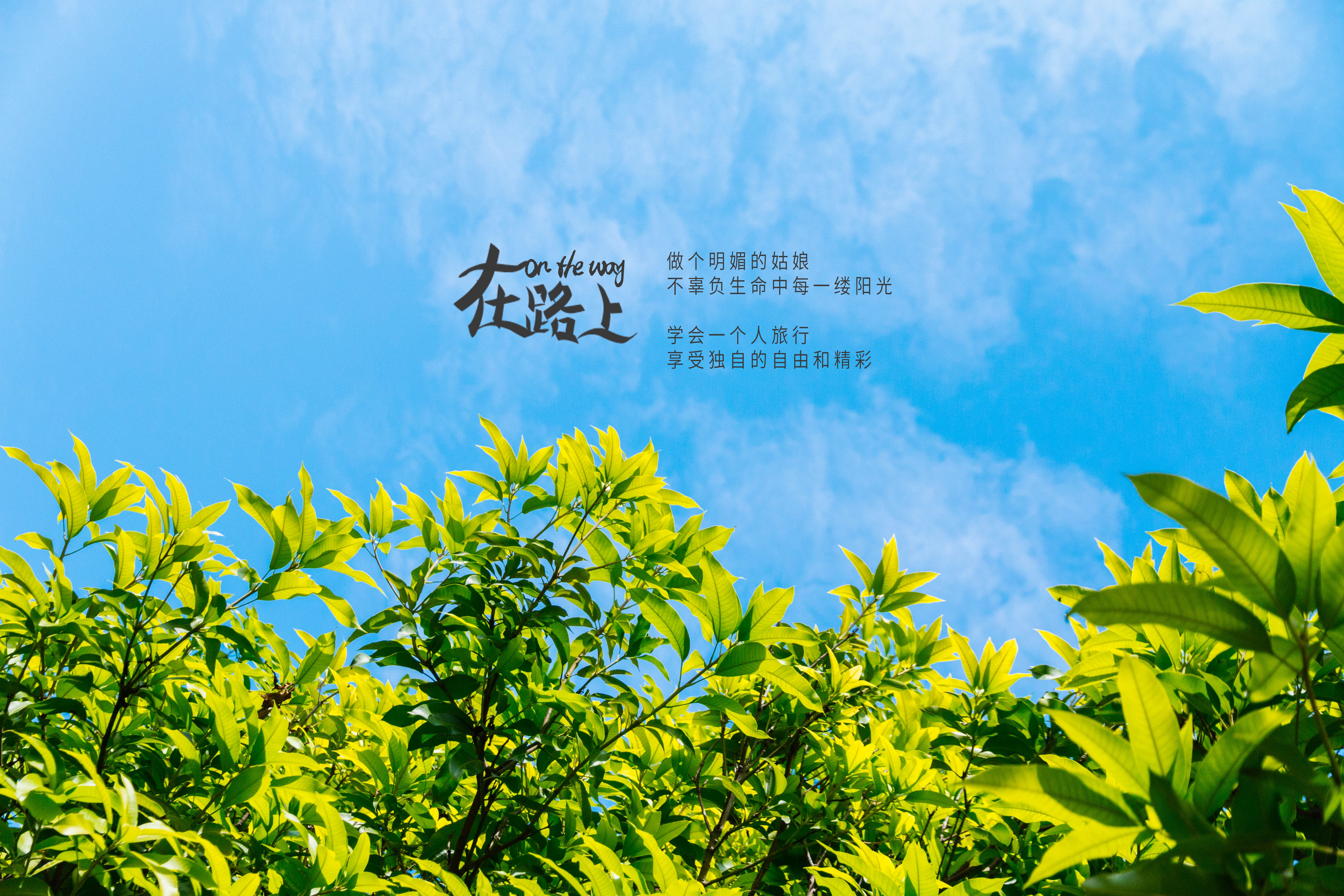 文字控 在路上 大鱼