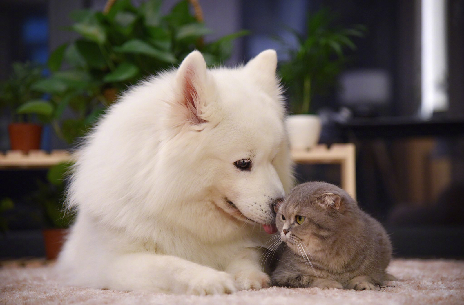 萌宠 动物 喵星人 汪星人 萨摩耶