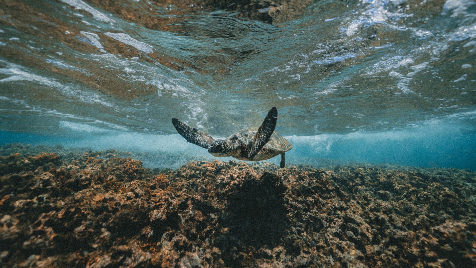萌宠 动物 乌龟