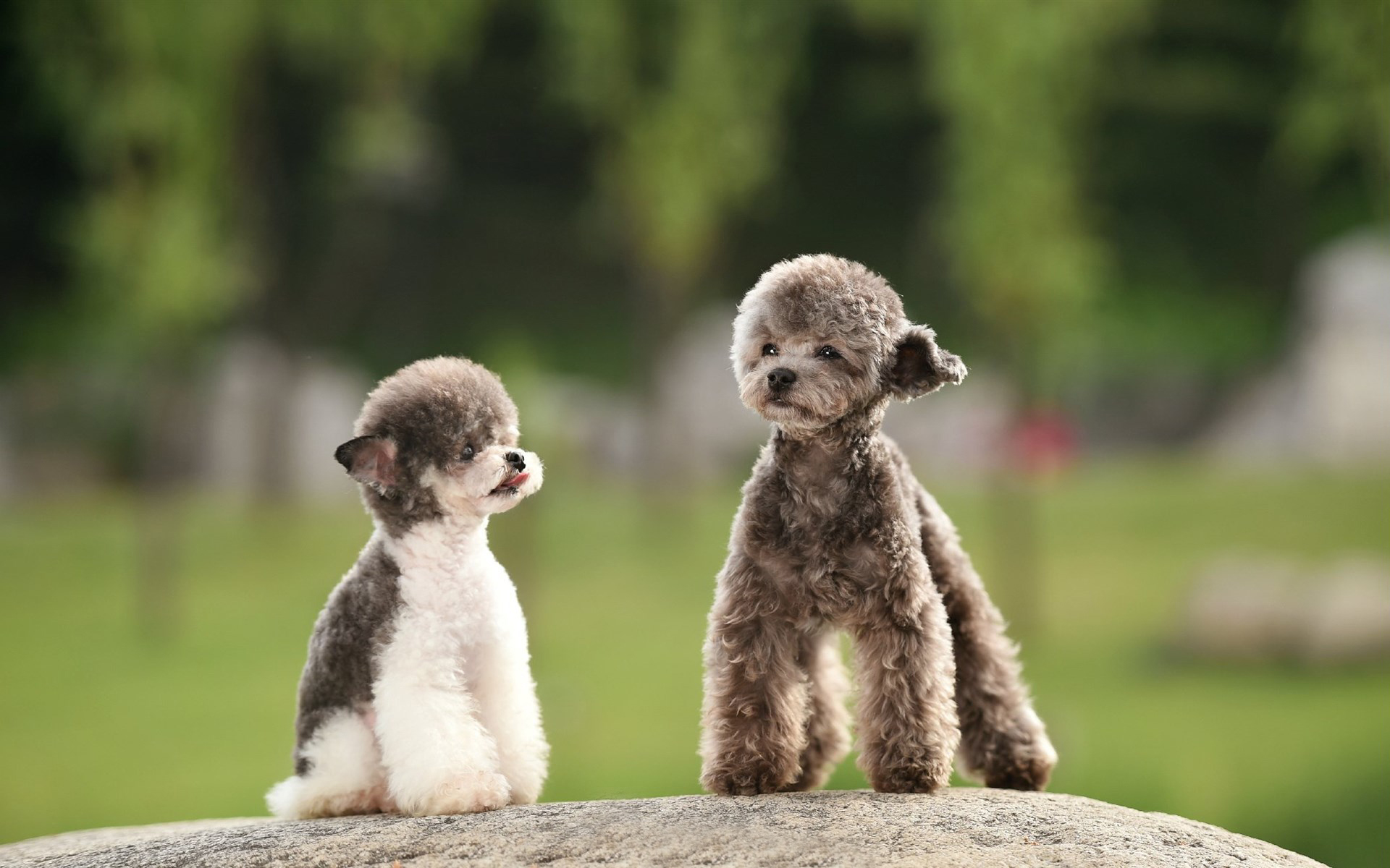 汪星人  萌宠小狗狗