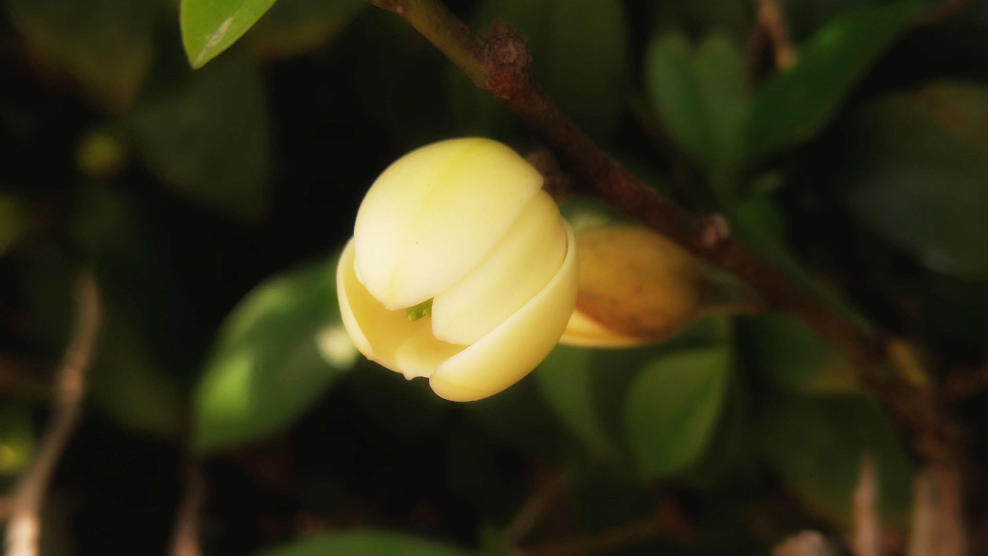 护眼壁纸  绿色 花卉 植物  微距