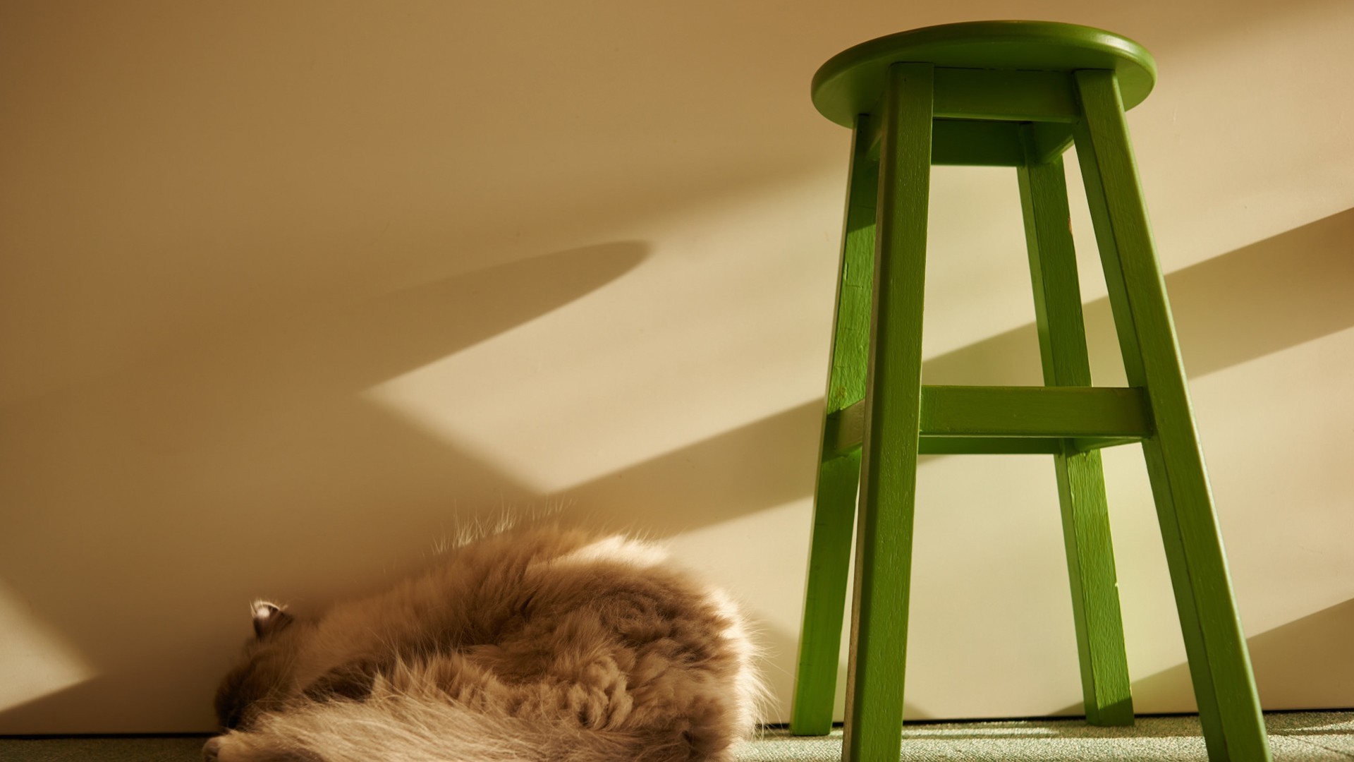 萌宠 动物 猫 喵星人