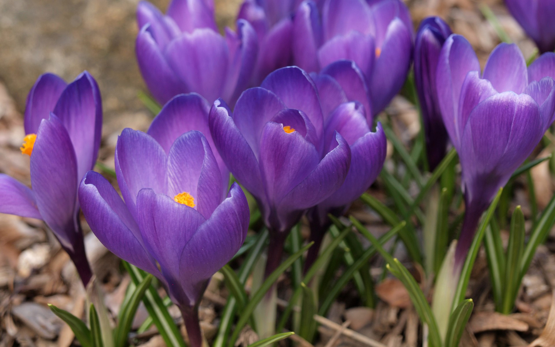 小清新 娇艳欲滴 花朵