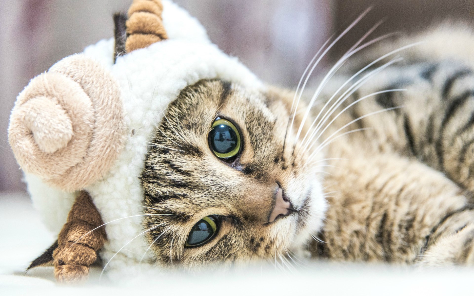 萌宠动物 喵星人