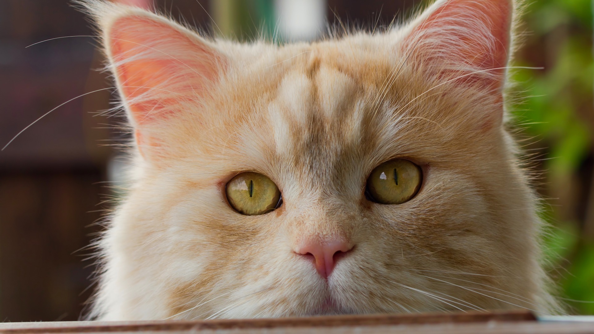 萌宠 动物 喵星人 猫