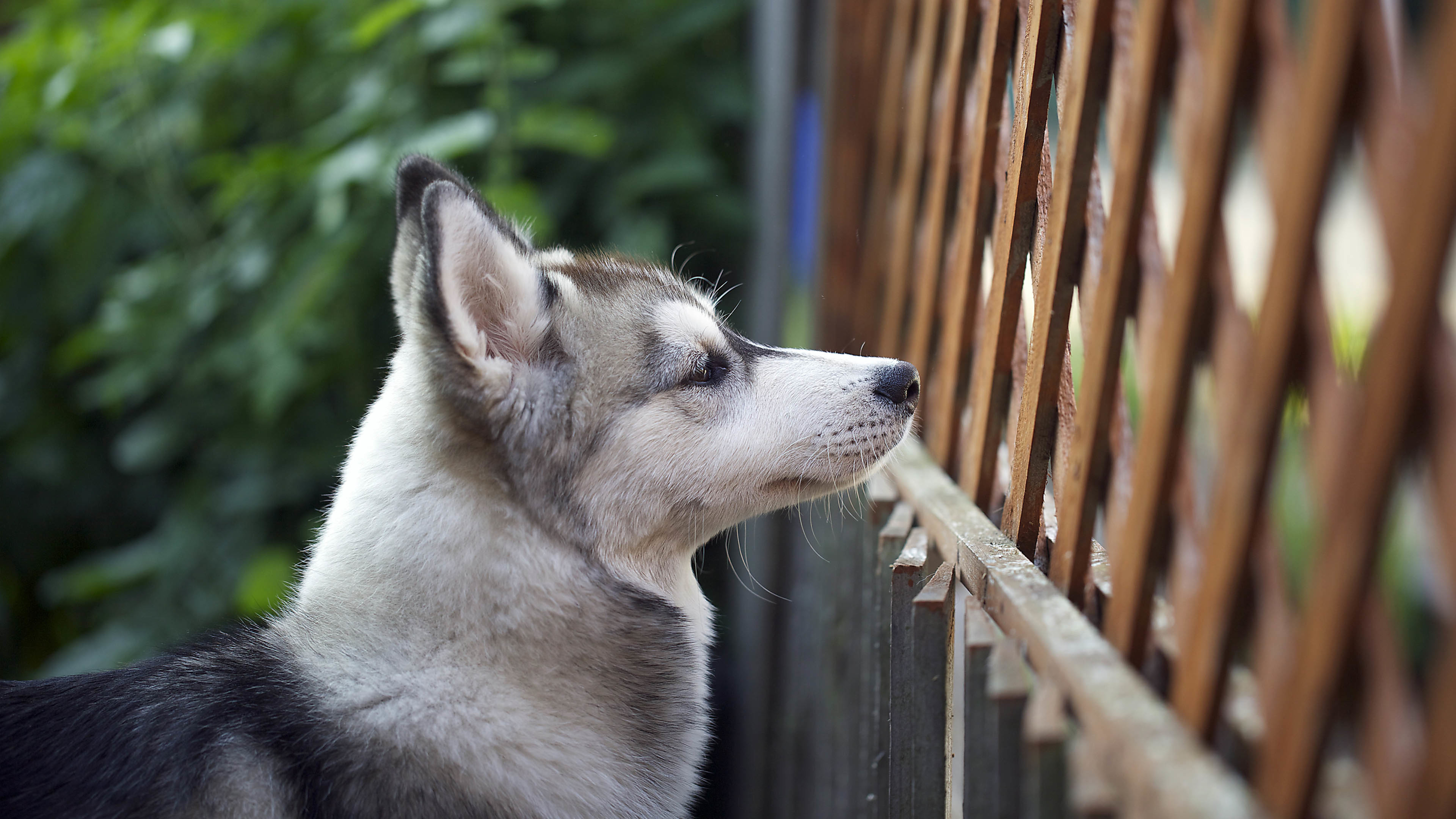 汪星人 狗 哈士奇