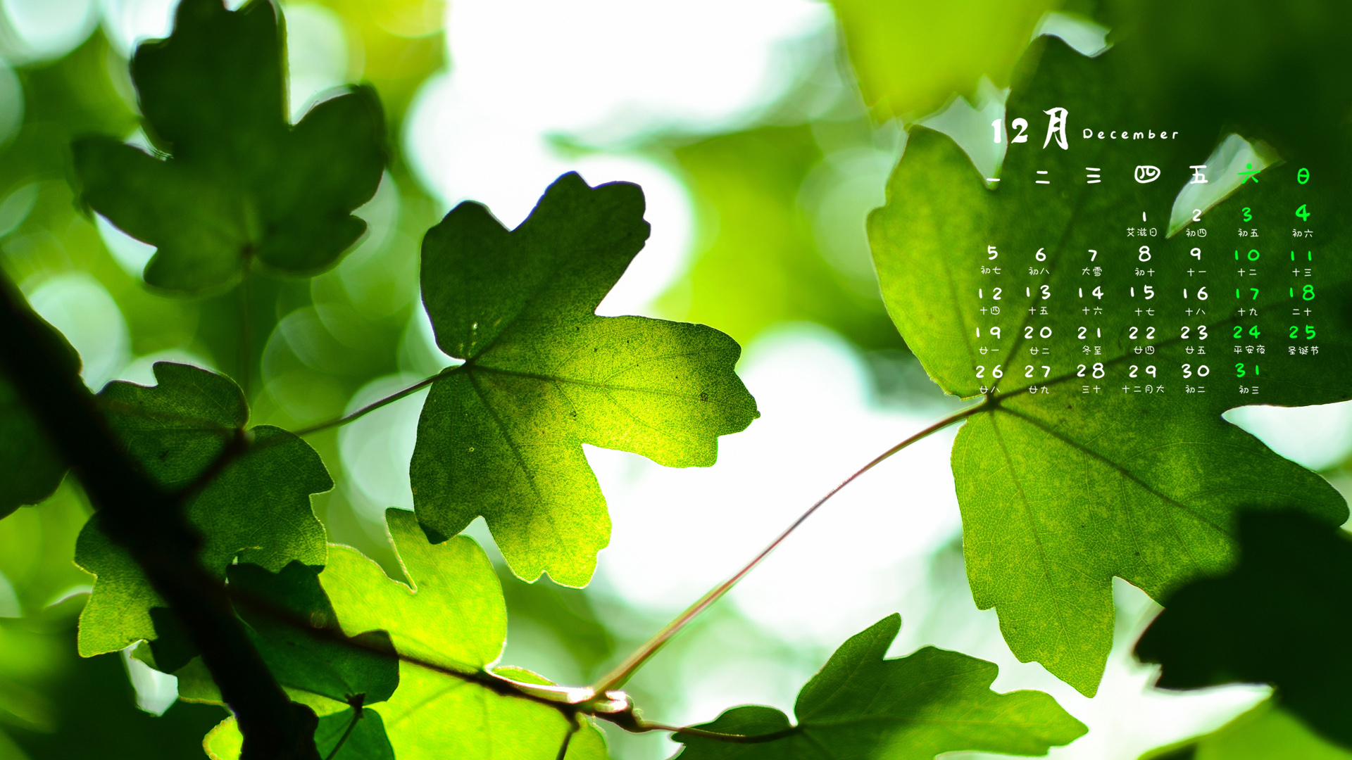 12月 护眼 植物 叶子 小清新