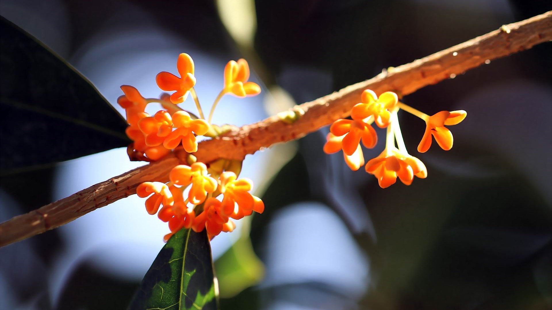 小清新 娇艳欲滴 桂花