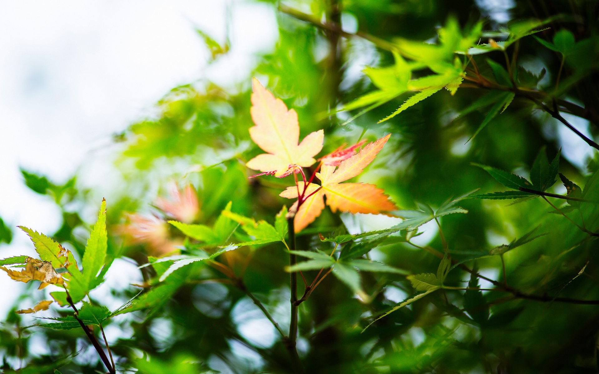 护眼壁纸 树叶 绿色