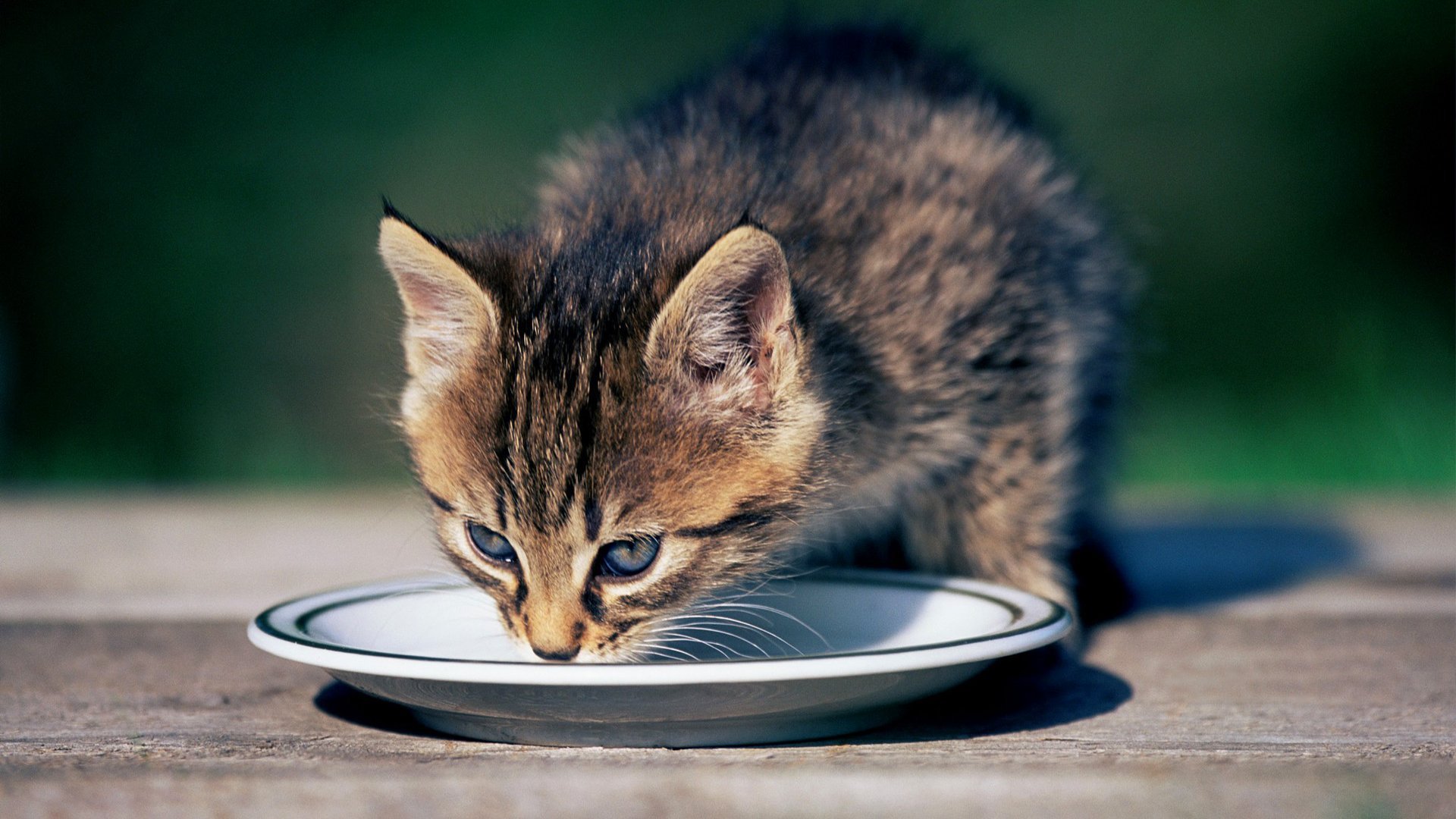 萌宠 喵星人 猫咪 可爱