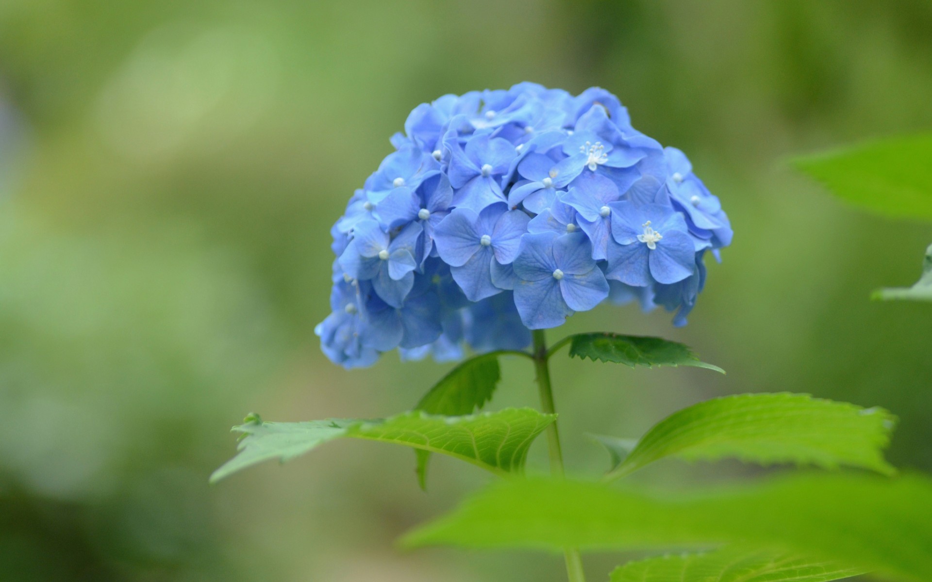 小清新 蓝色小花 可爱 宽屏