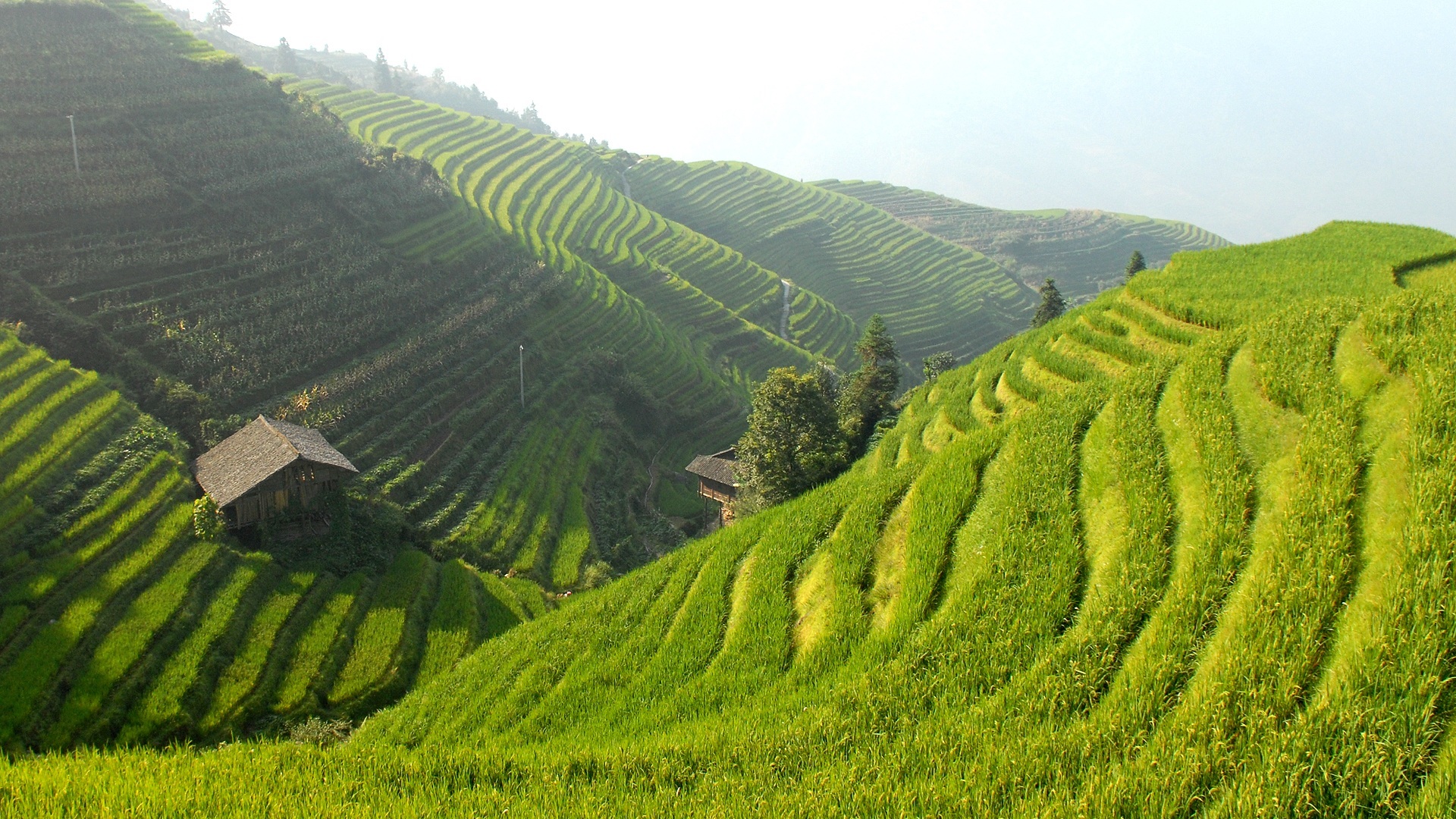 风景 自然风光 梯田