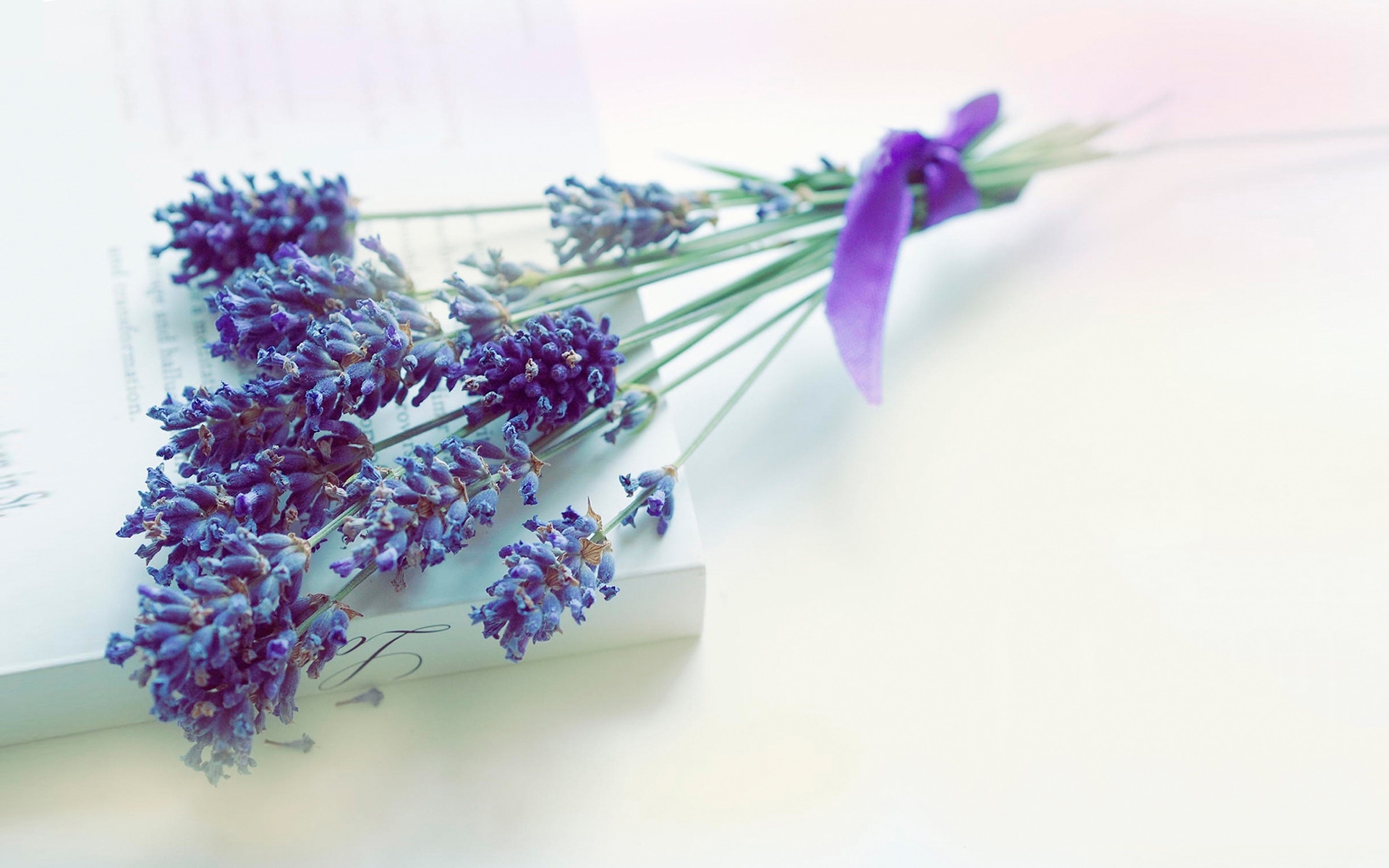 清新淡雅 薰衣草