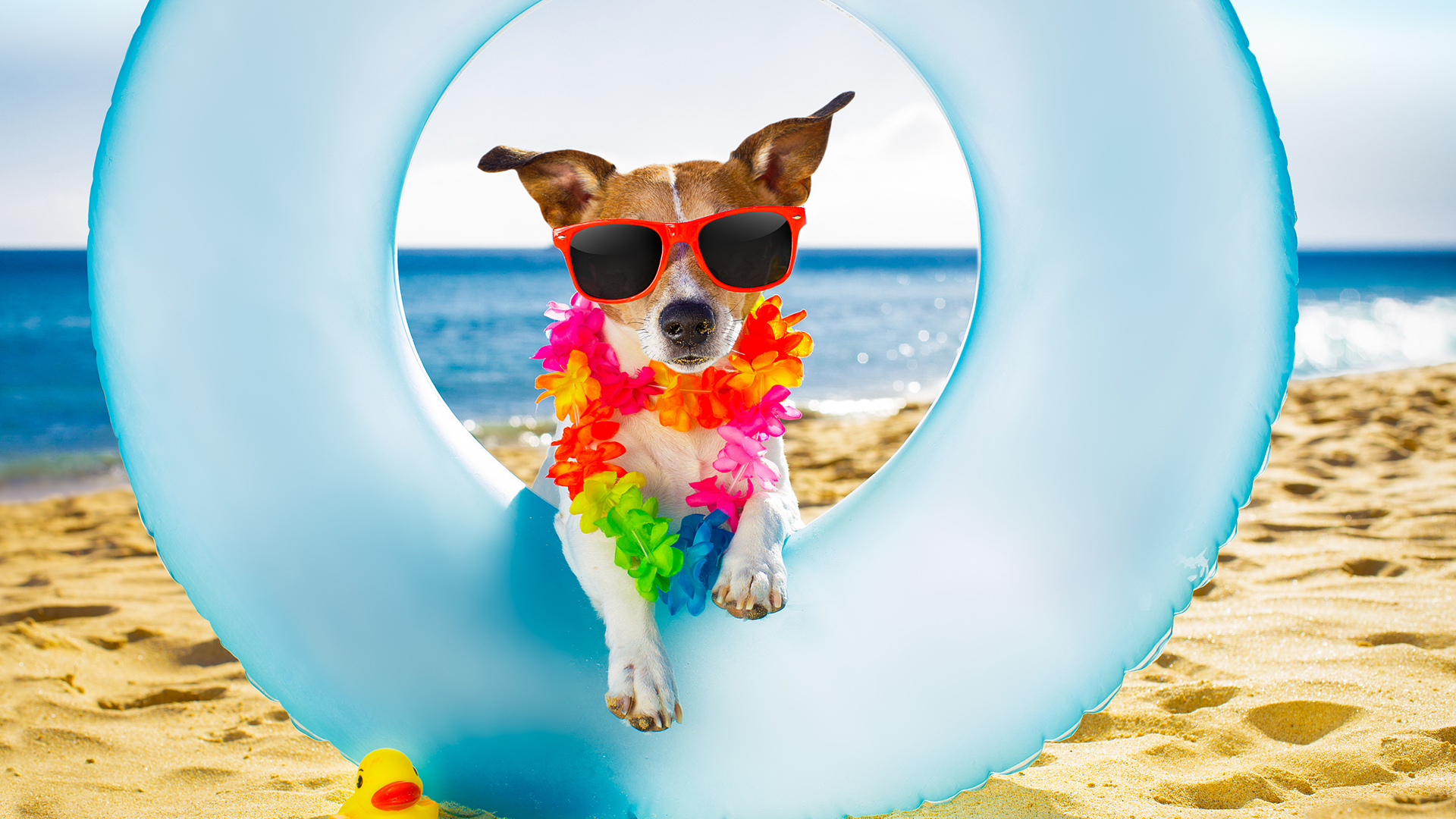 萌宠动物 汪星人