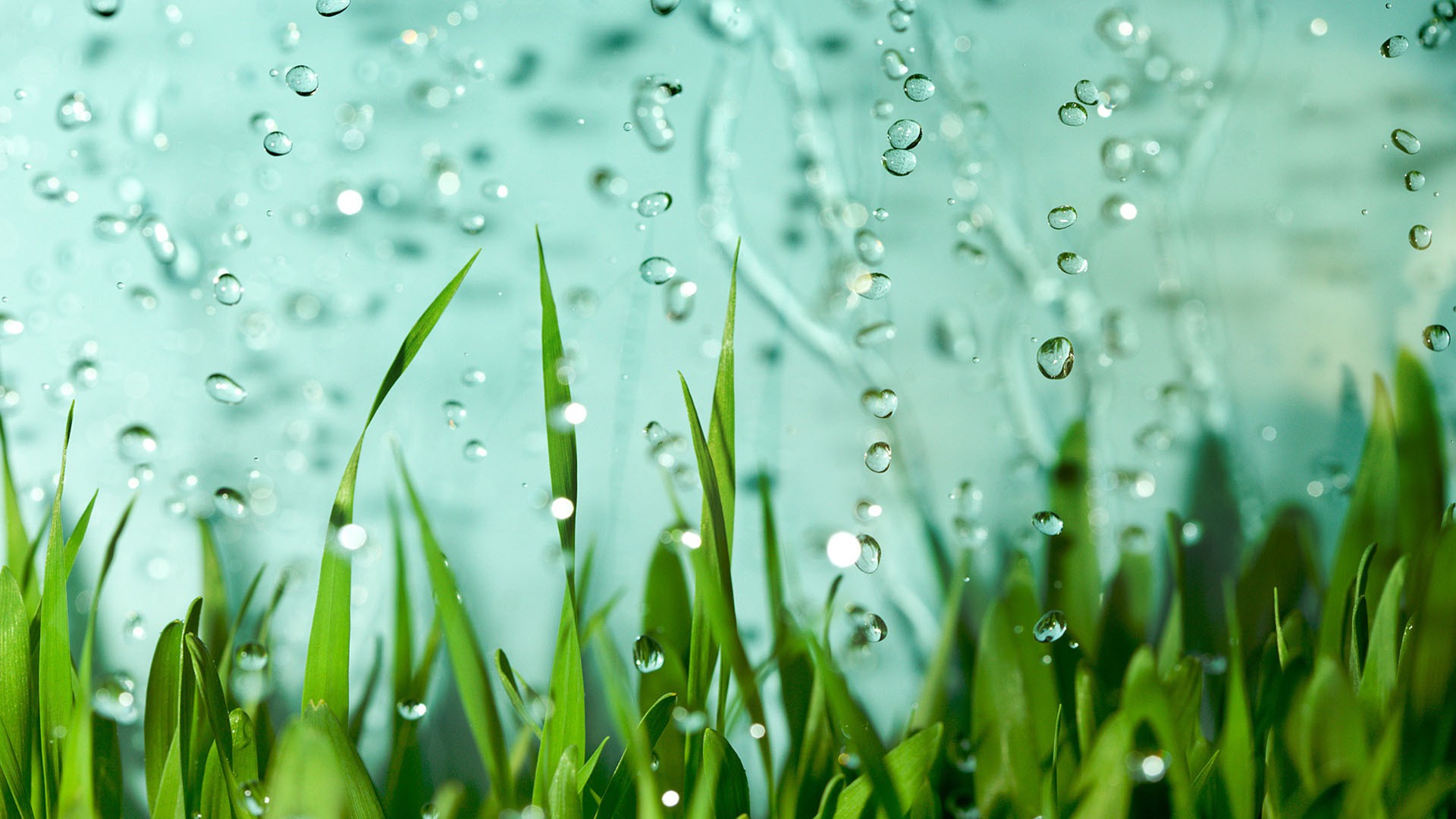 小清新 护眼壁纸 绿叶