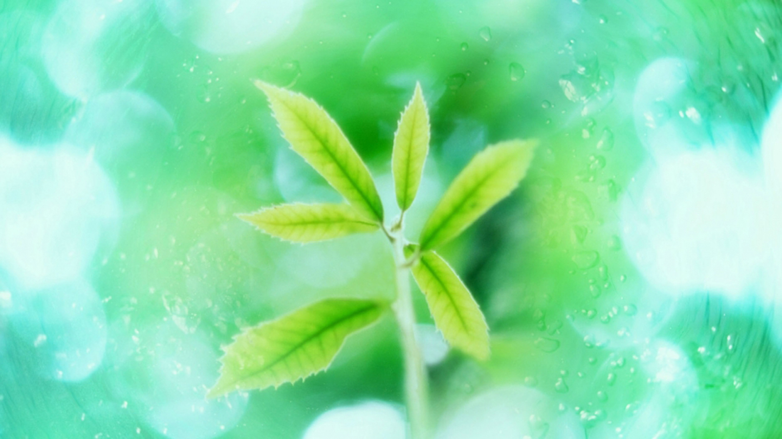 小清新 绿色 养眼  叶子