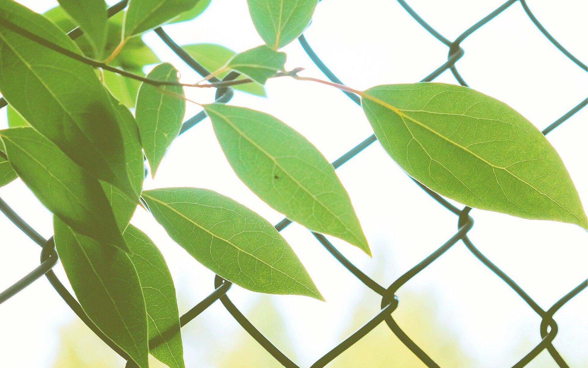 小清新 护眼壁纸