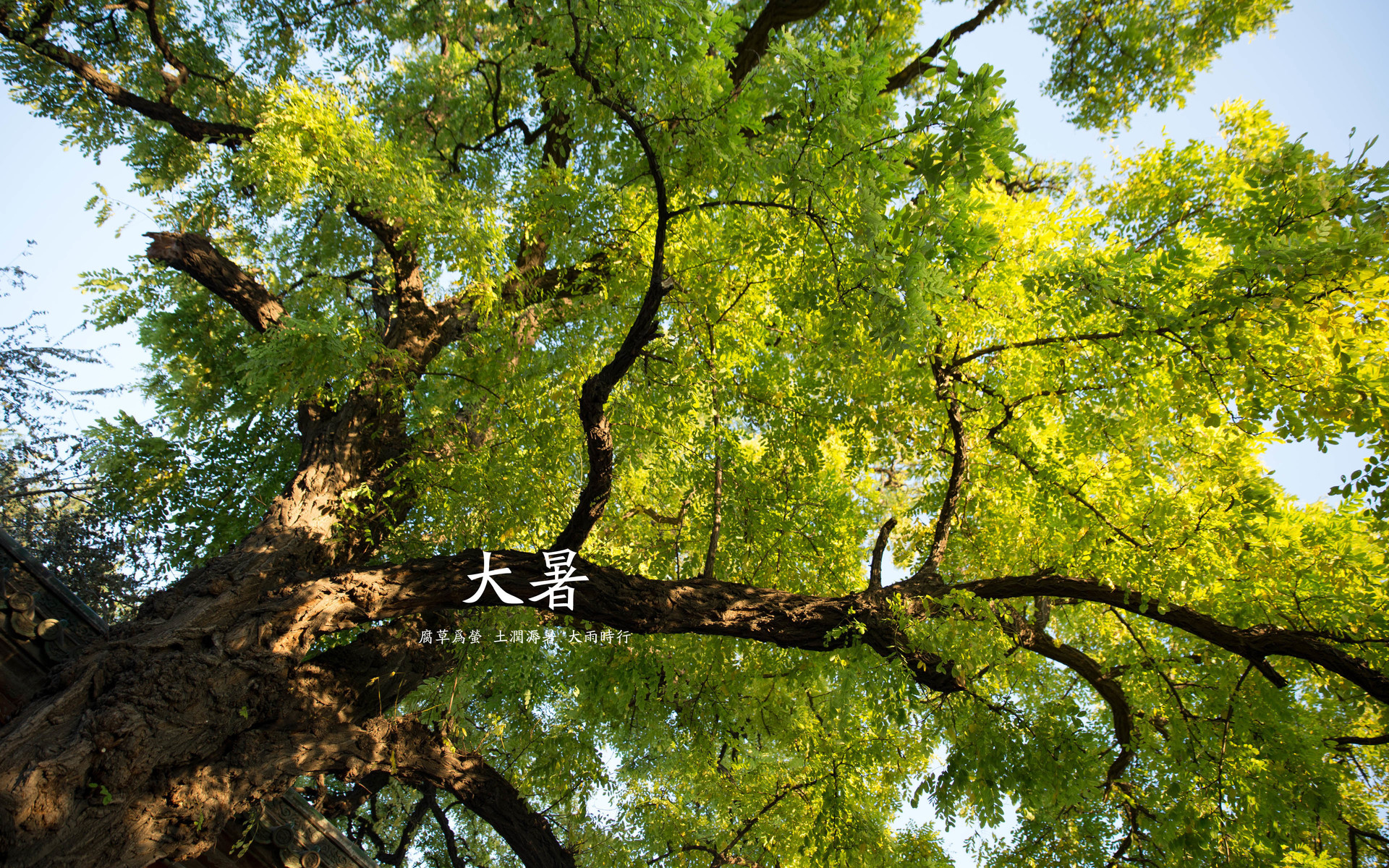 二十四节气 大暑