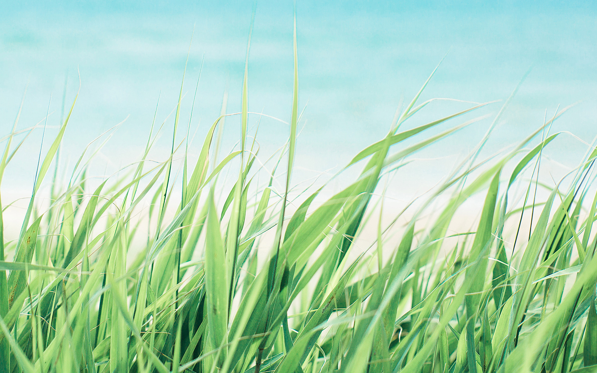 护眼壁纸  植物  青青绿草