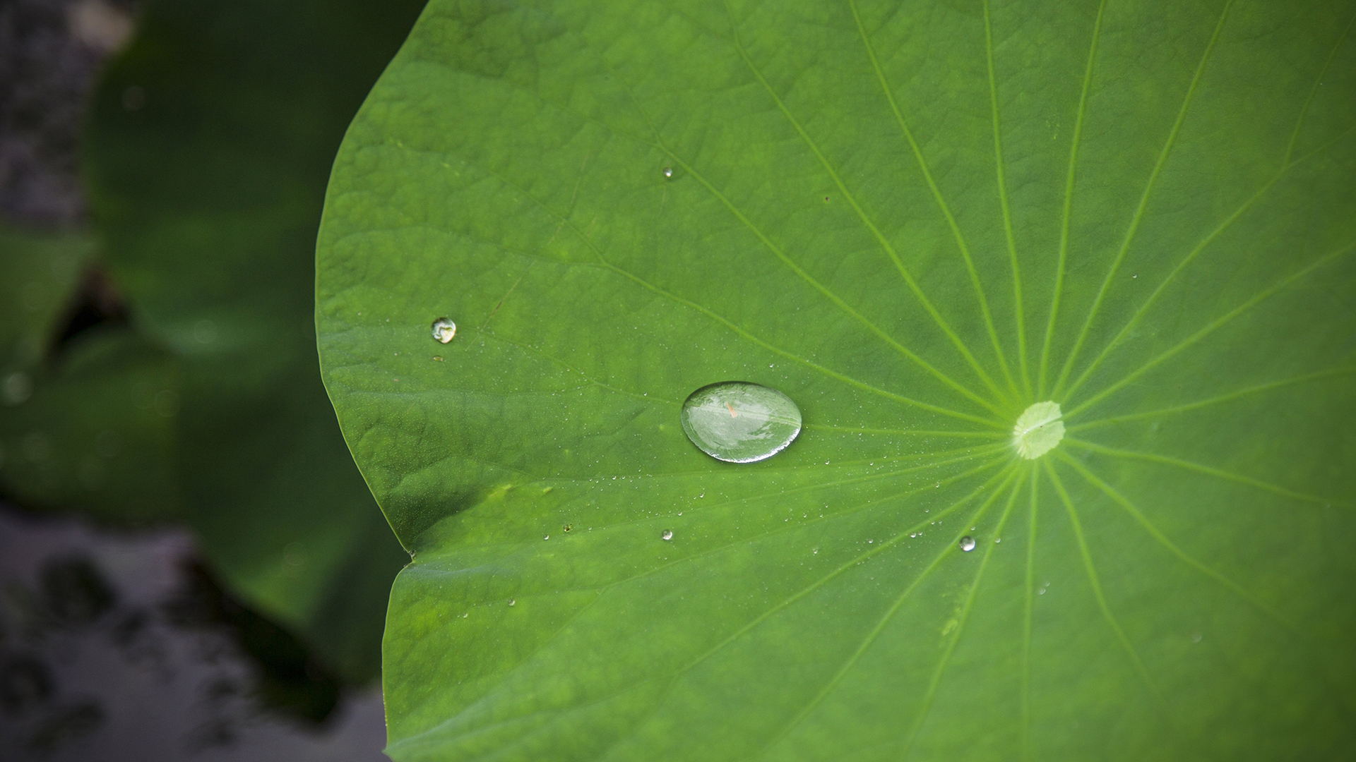 小清新 清新淡雅 荷叶 露珠