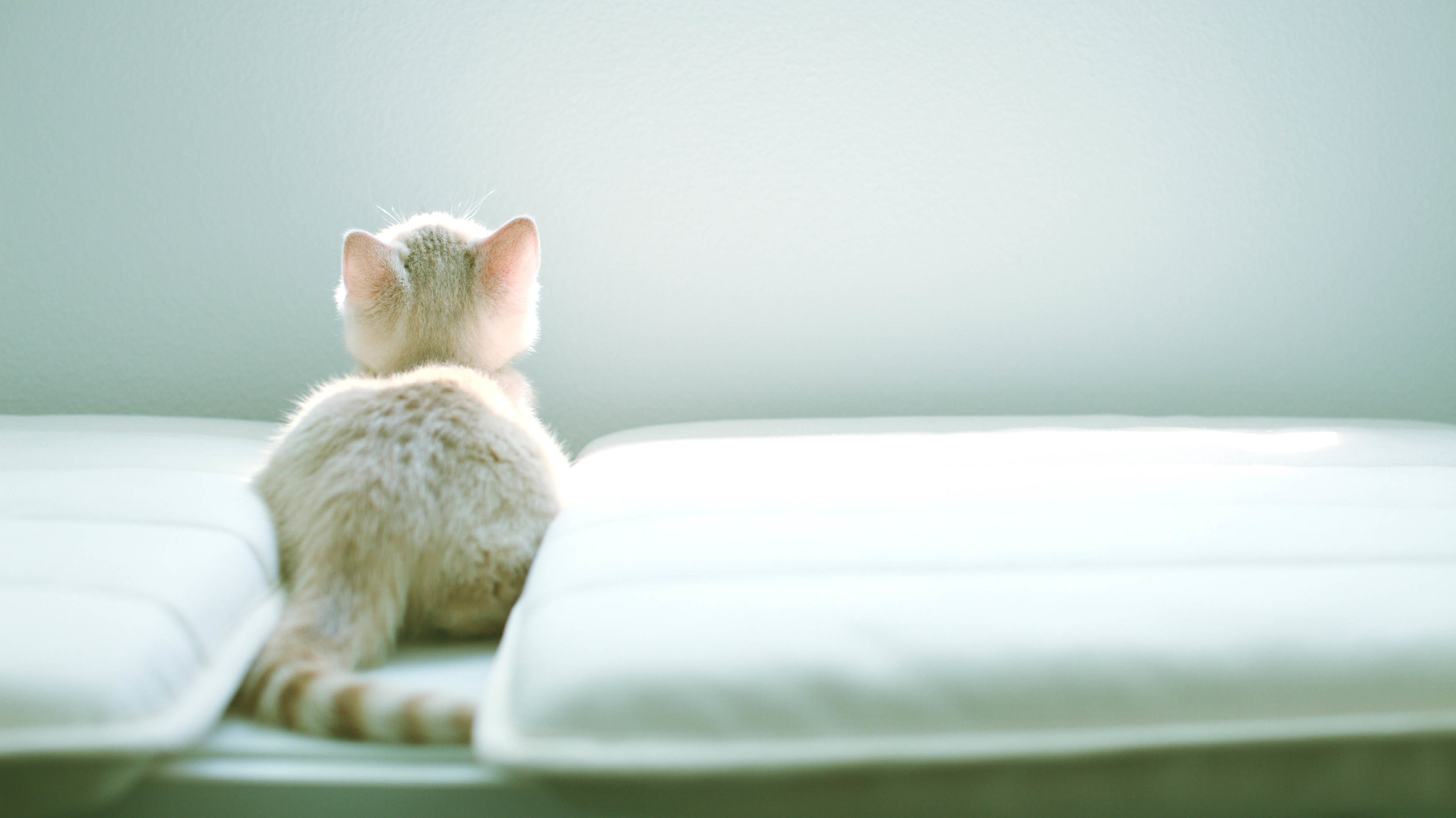 小猫 可爱 喵星人