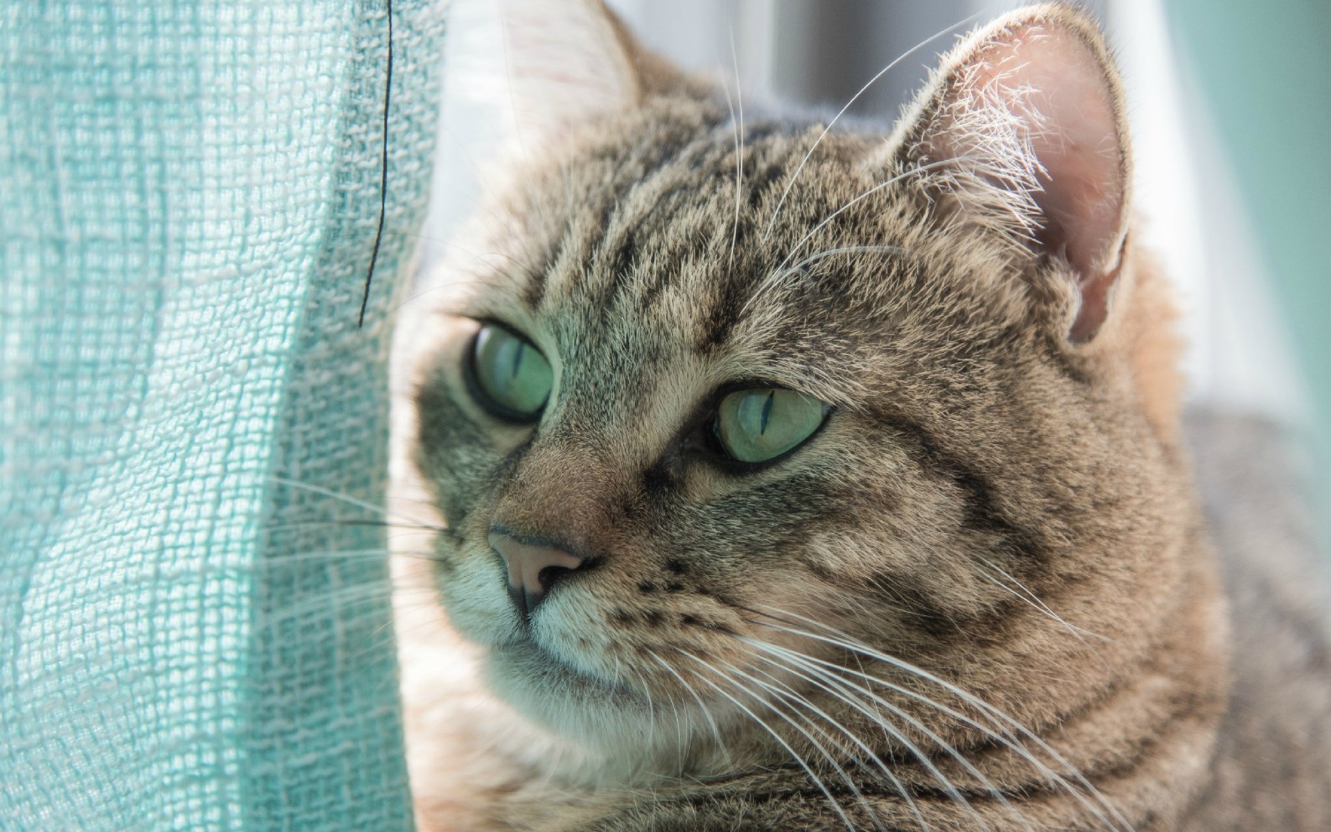 萌宠 动物 喵星人 猫