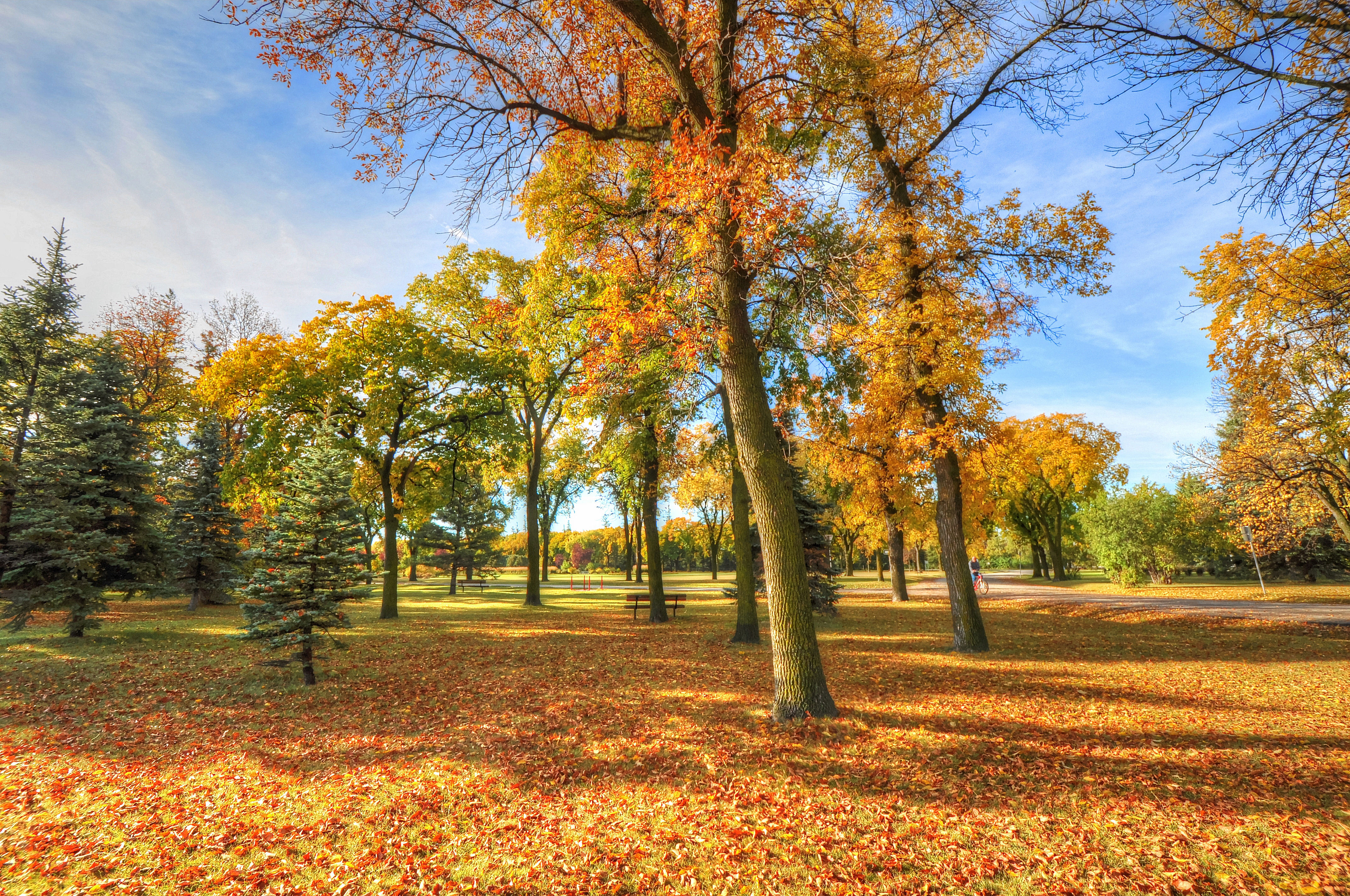秋天 树林 落叶 公园
