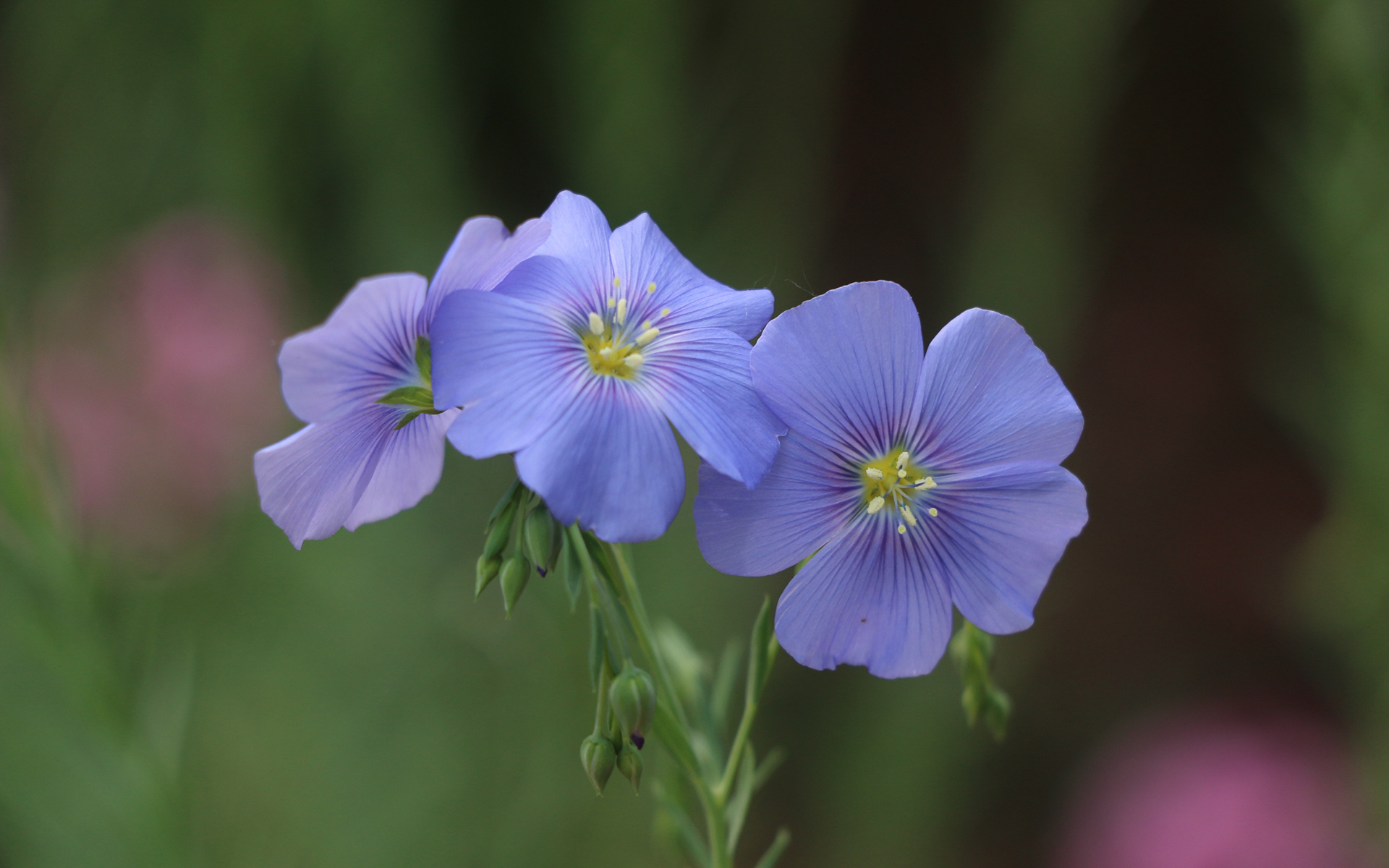 小清新 鸟语花香