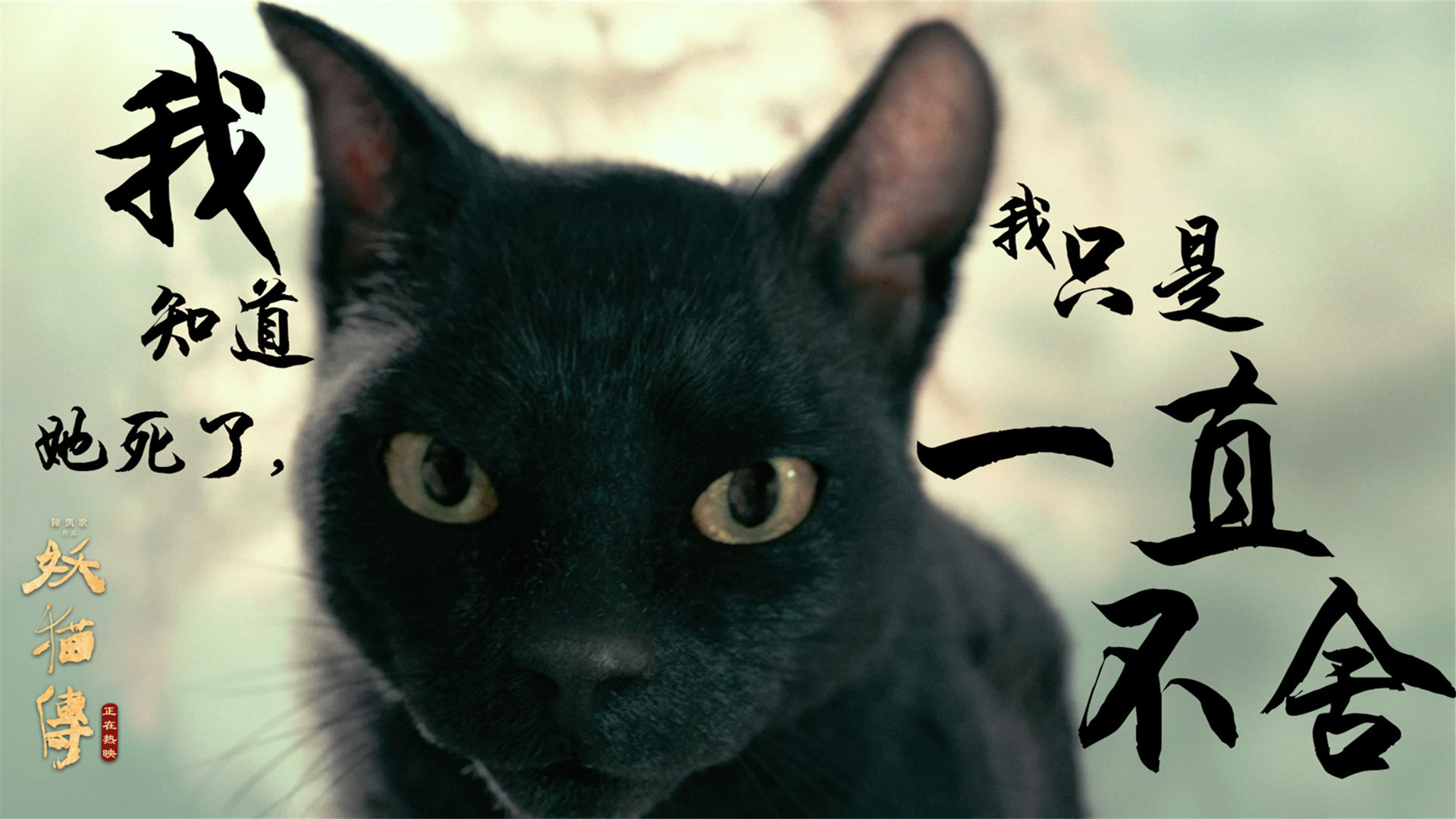 影视 电影 妖猫传