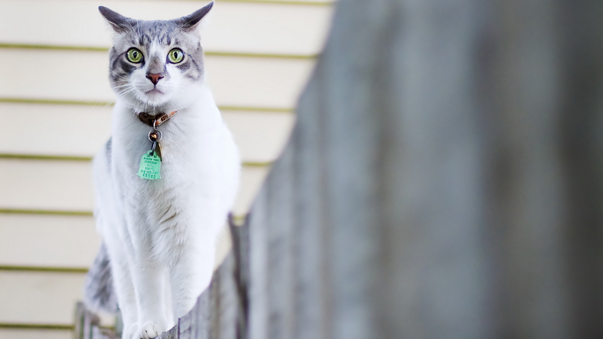 喵星人 猫咪 白色 可爱