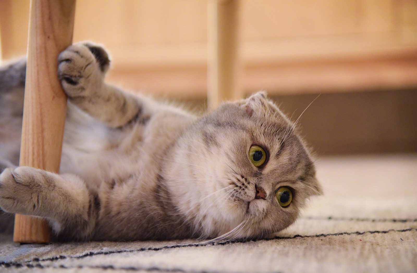 萌宠 动物 喵星人 猫