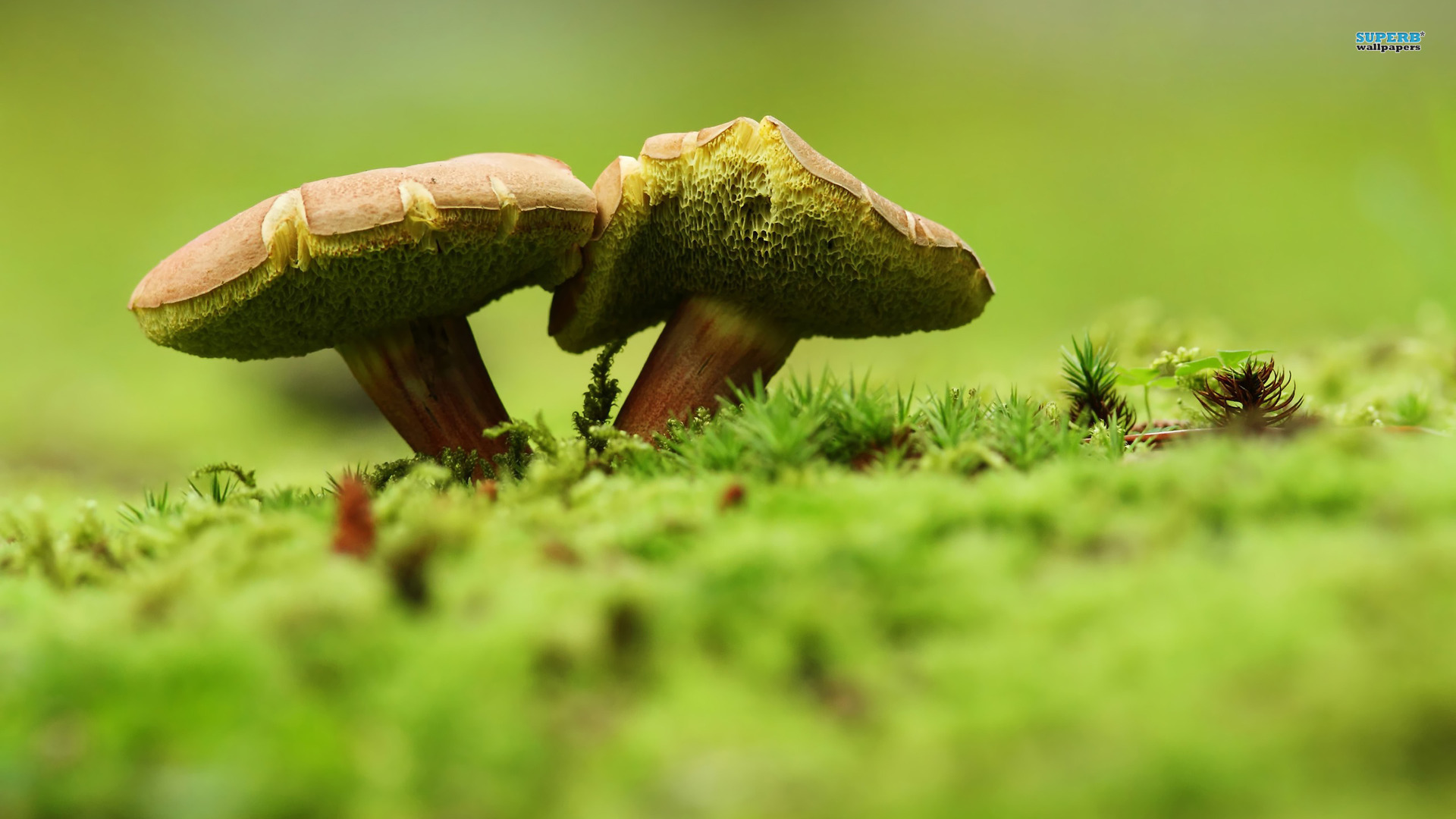 小清新 蘑菇 可爱 宽屏