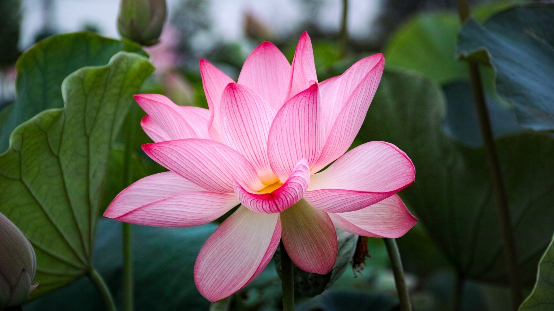 小清新 清新淡雅 荷花