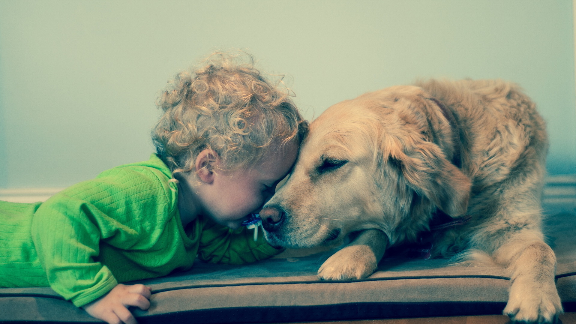 宝贝 汪星人 狗 金毛