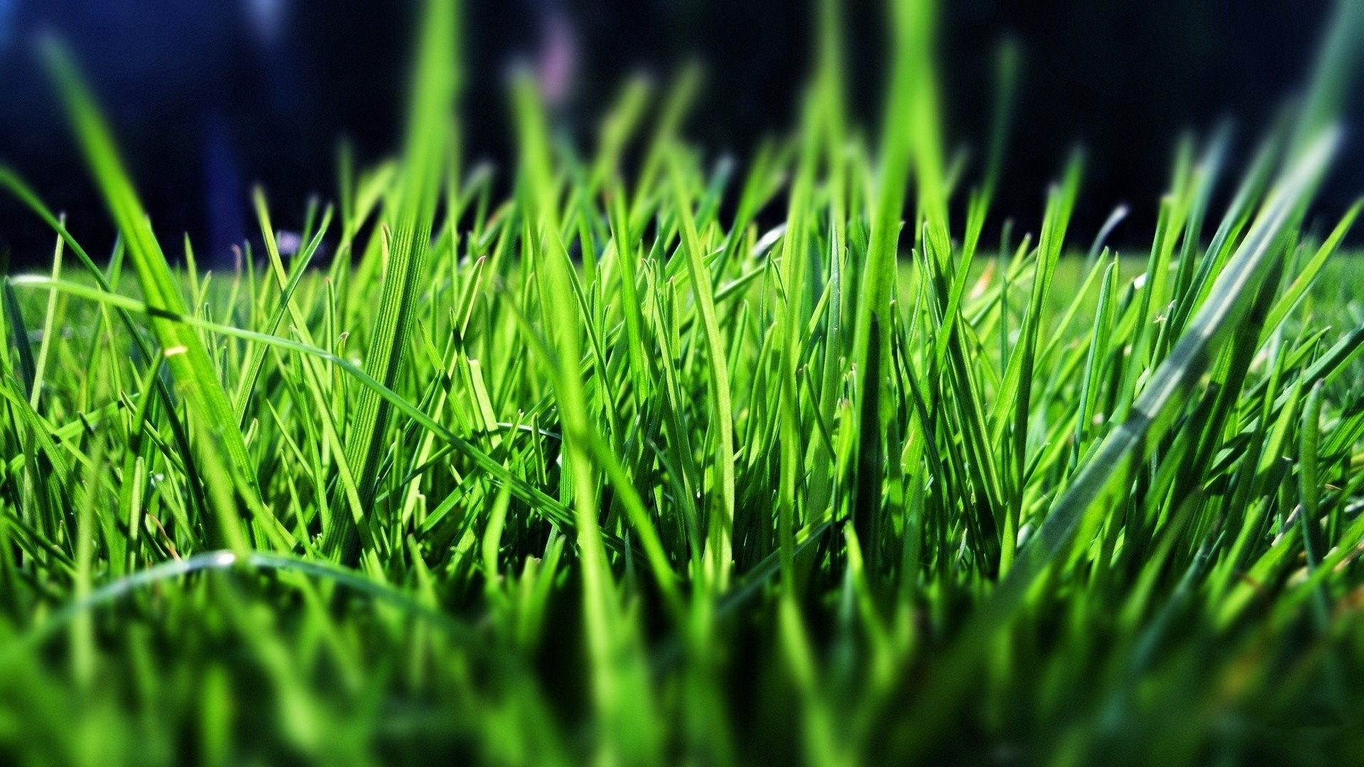 护眼壁纸 绿色 草地