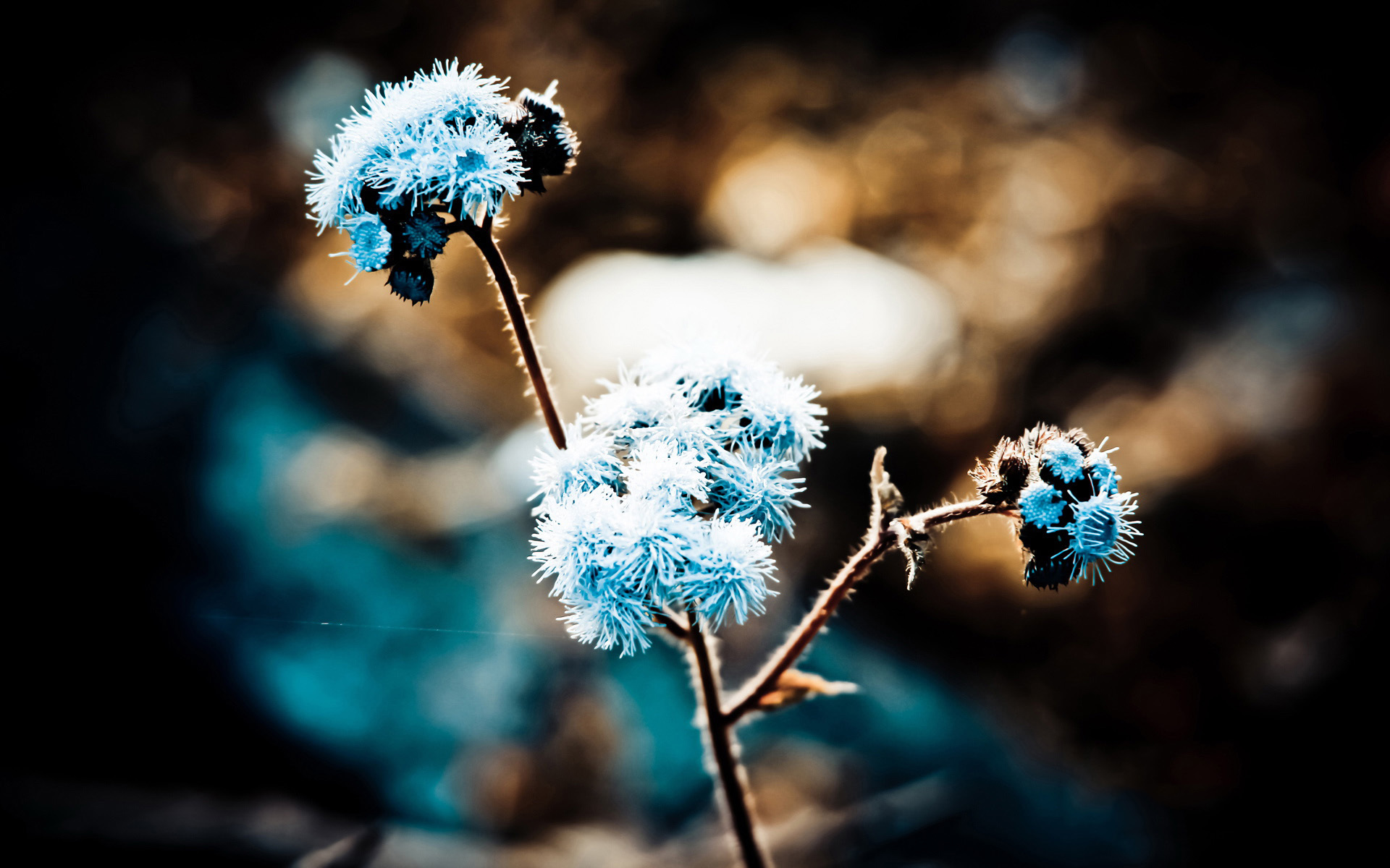 小清新  简单   可爱  宽屏