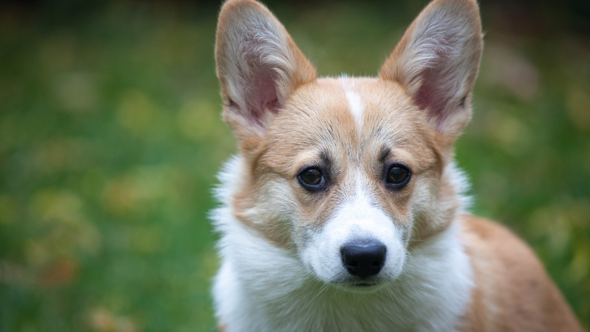 萌宠 动物 狗 汪星人 柯基