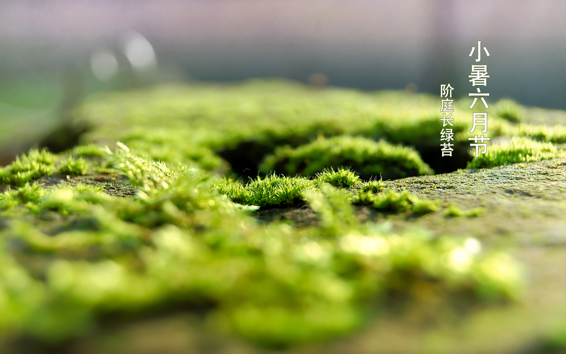 节气 二十四节气 小暑 青苔