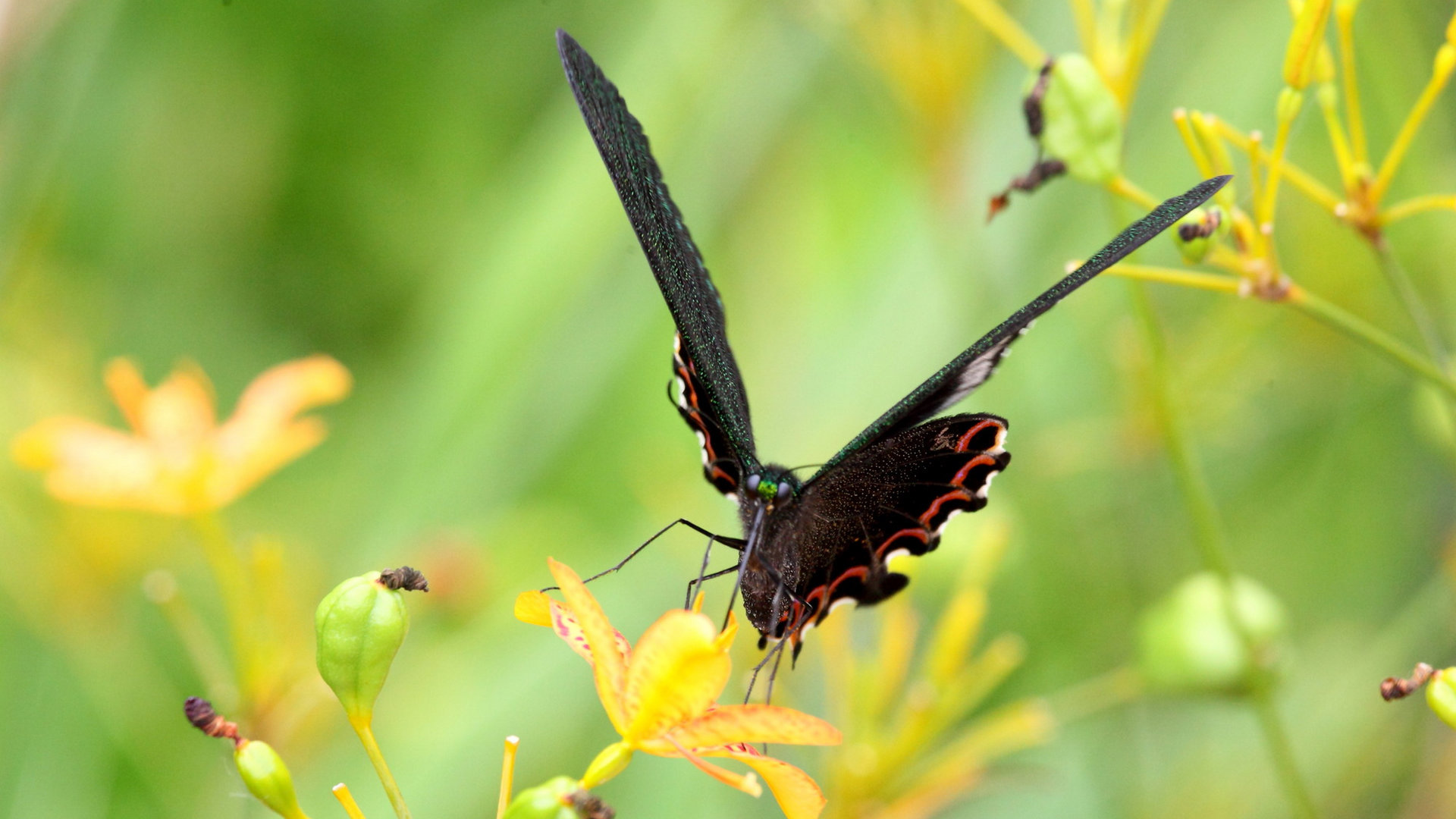 萌宠 蝴蝶 可爱 宽屏