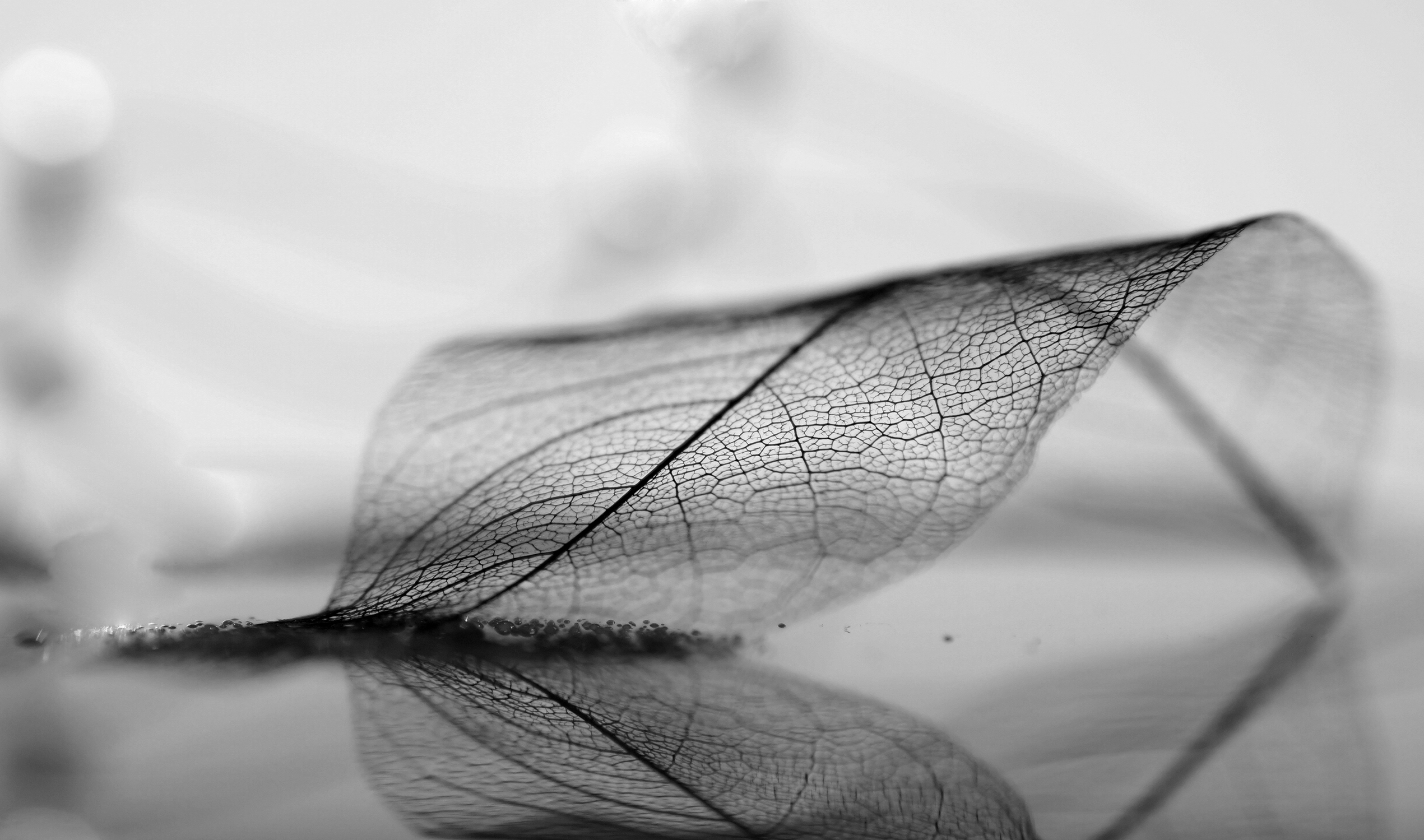 时尚 酷炫 叶子