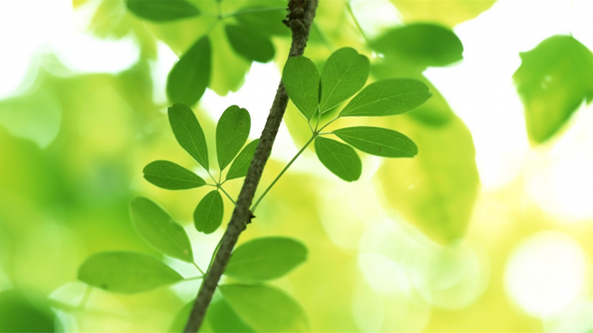 护眼壁纸  植物  绿色树叶