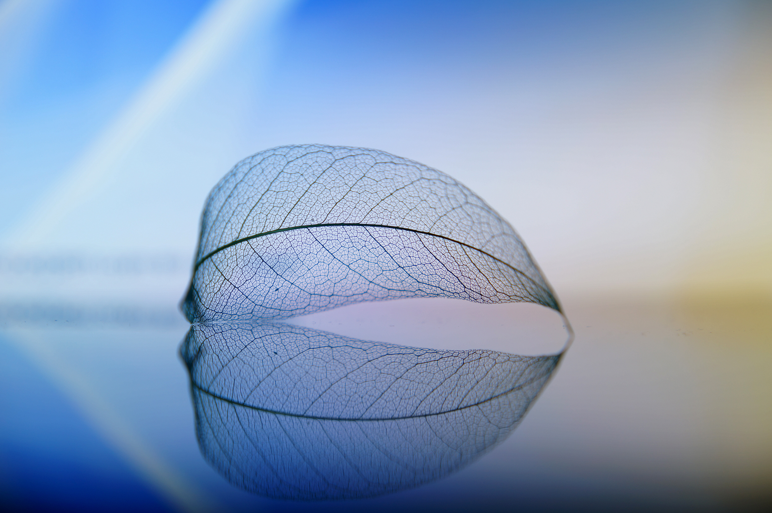 酷炫 时尚 叶子