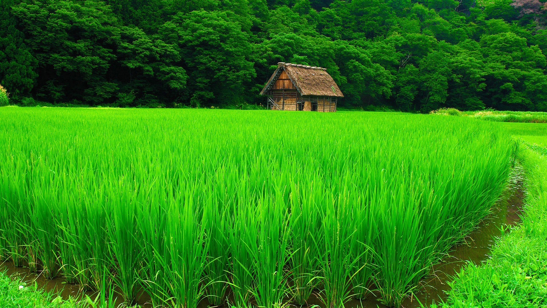 绿色 风景 护眼