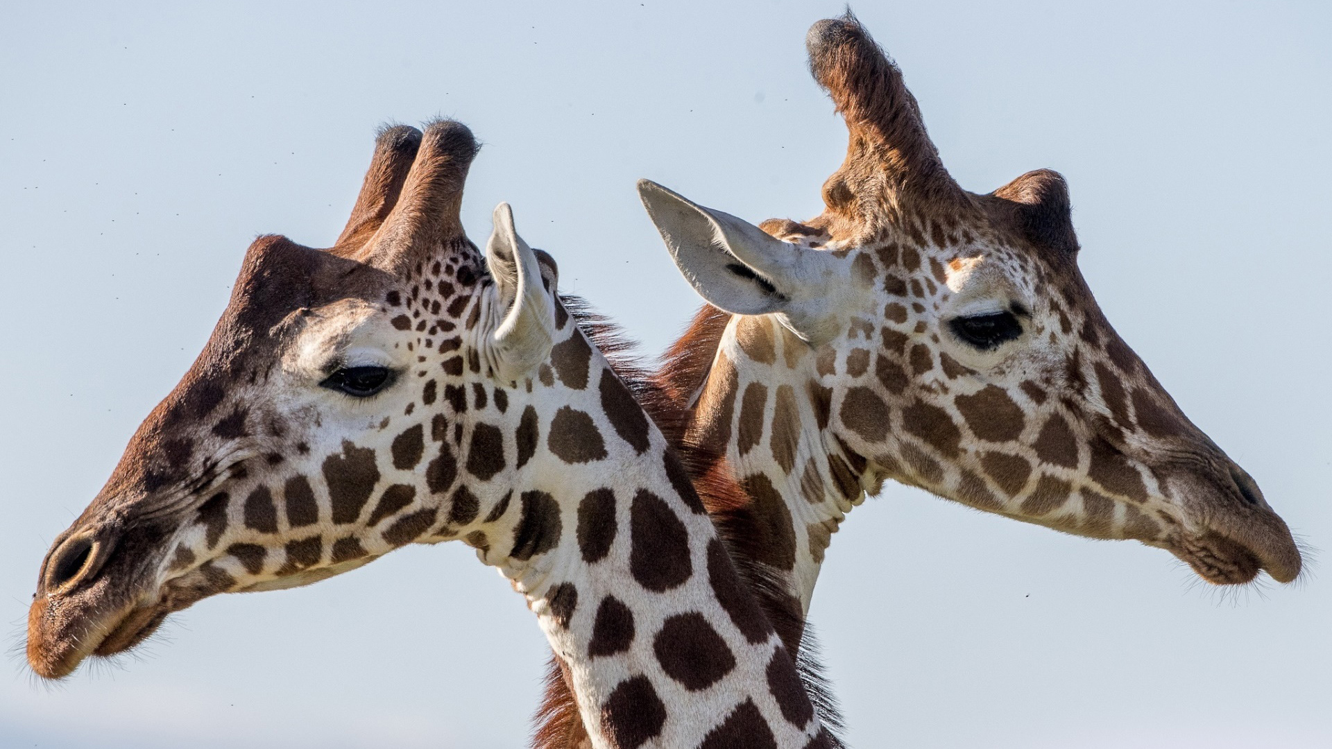 野生动物 长颈鹿